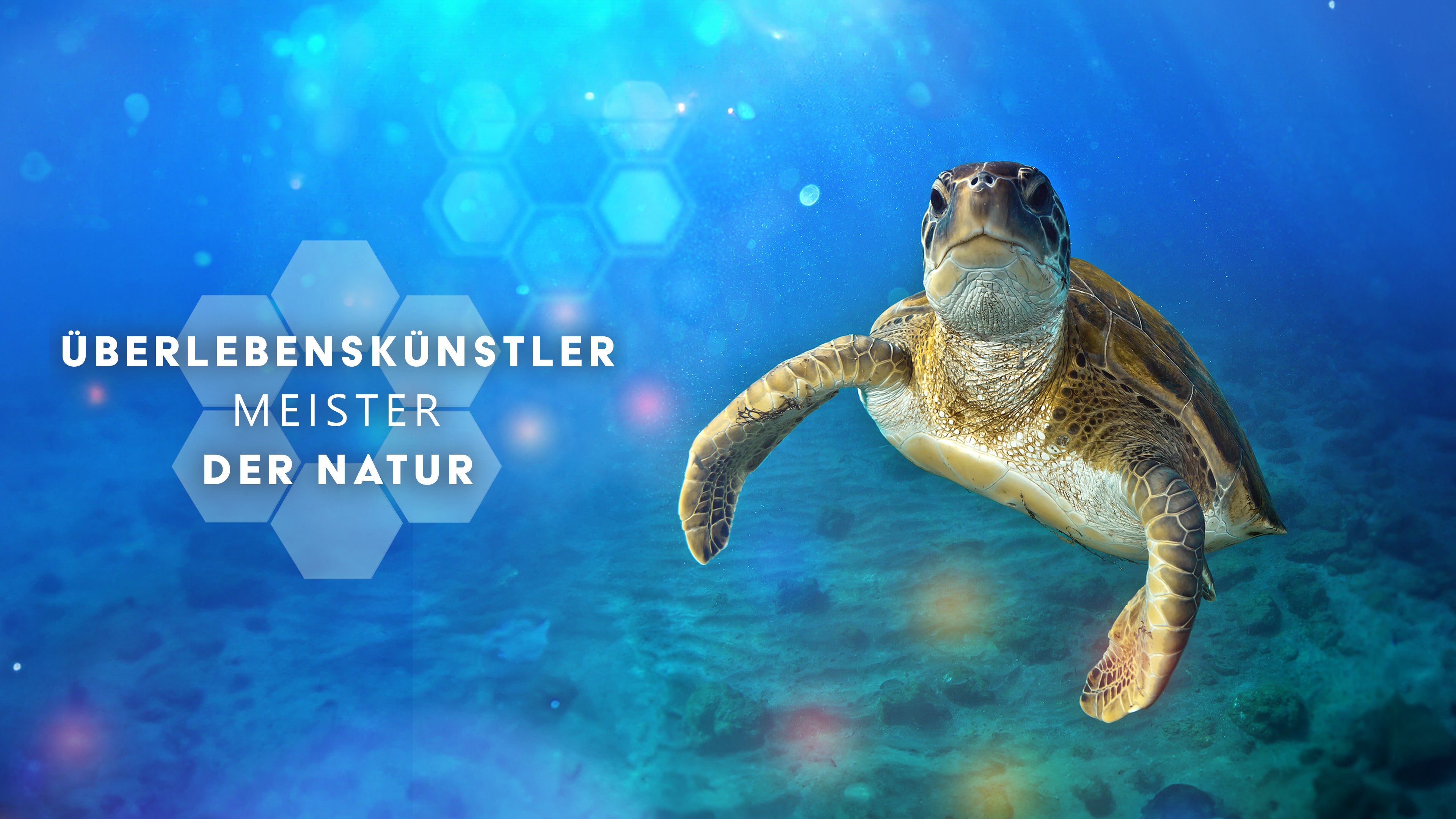 Überlebenskünstler - Meister der Natur