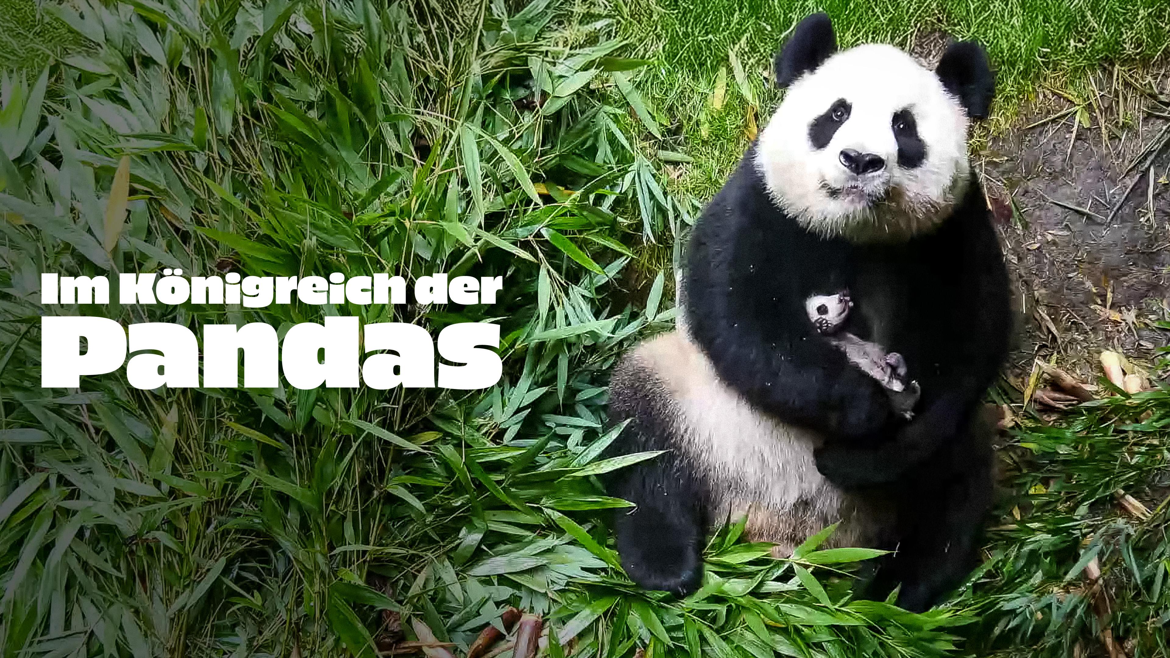 Im Königreich der Pandas