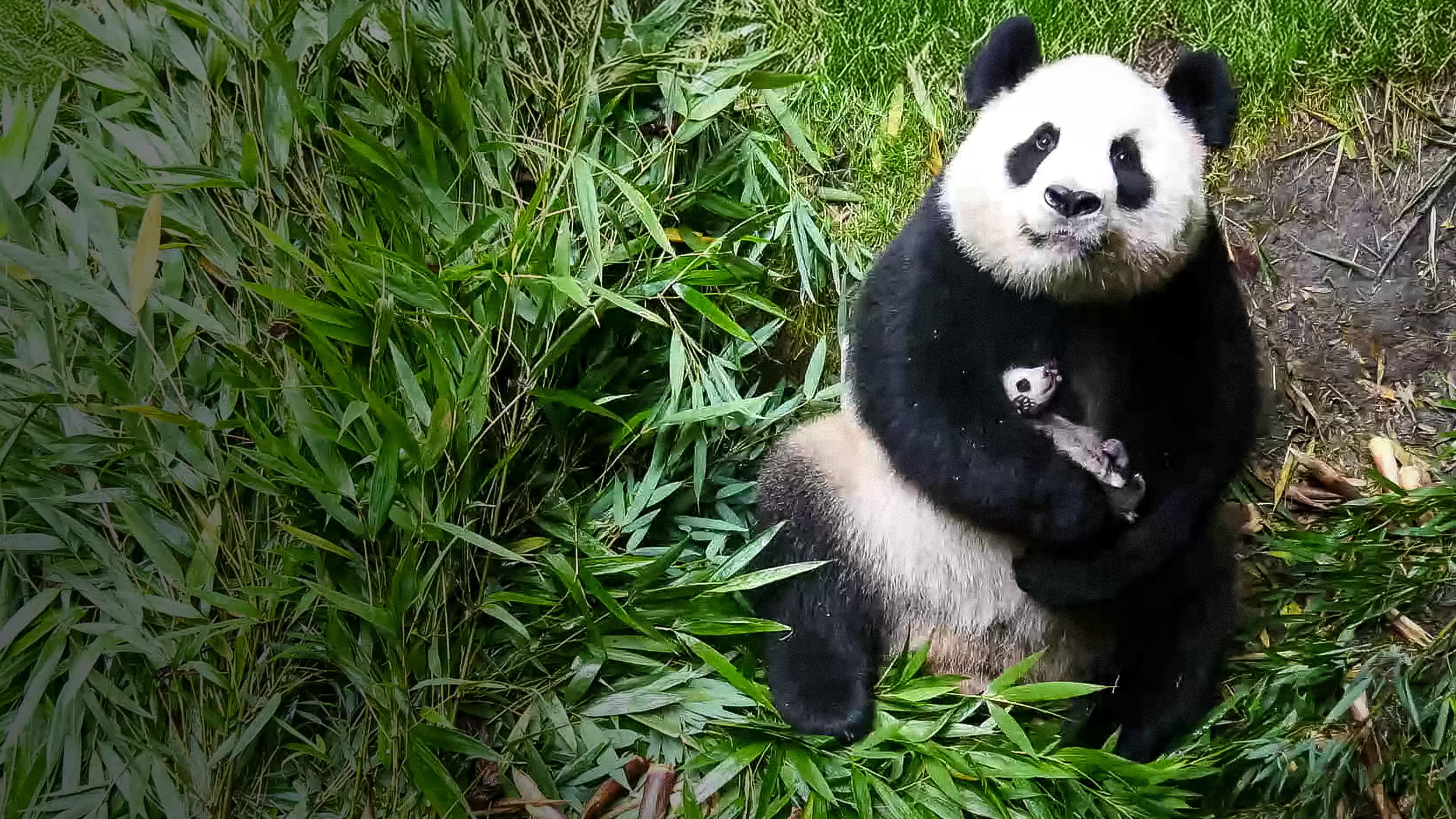 Im Königreich der Pandas