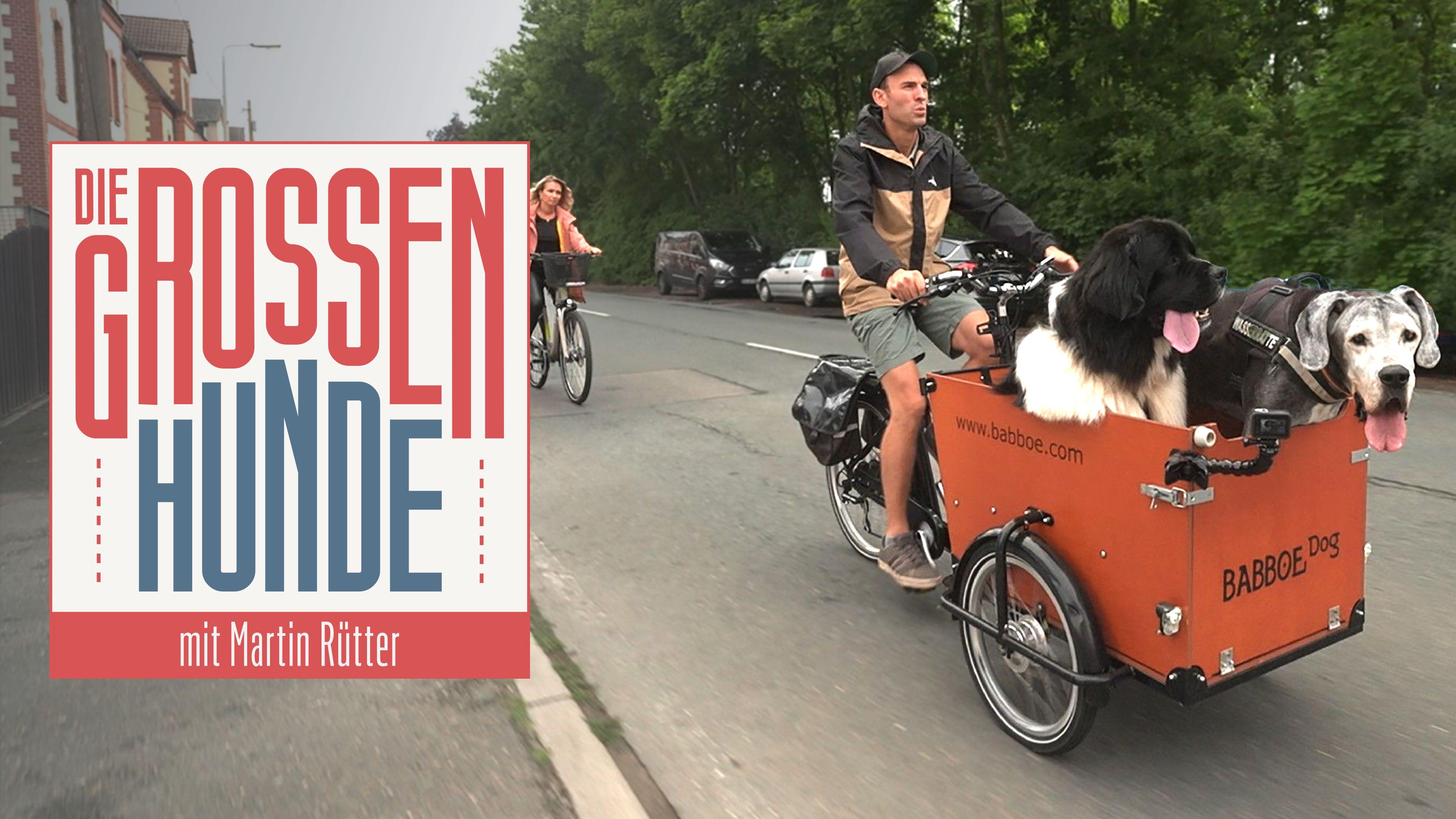 Die großen Hunde - Mit Martin Rütter