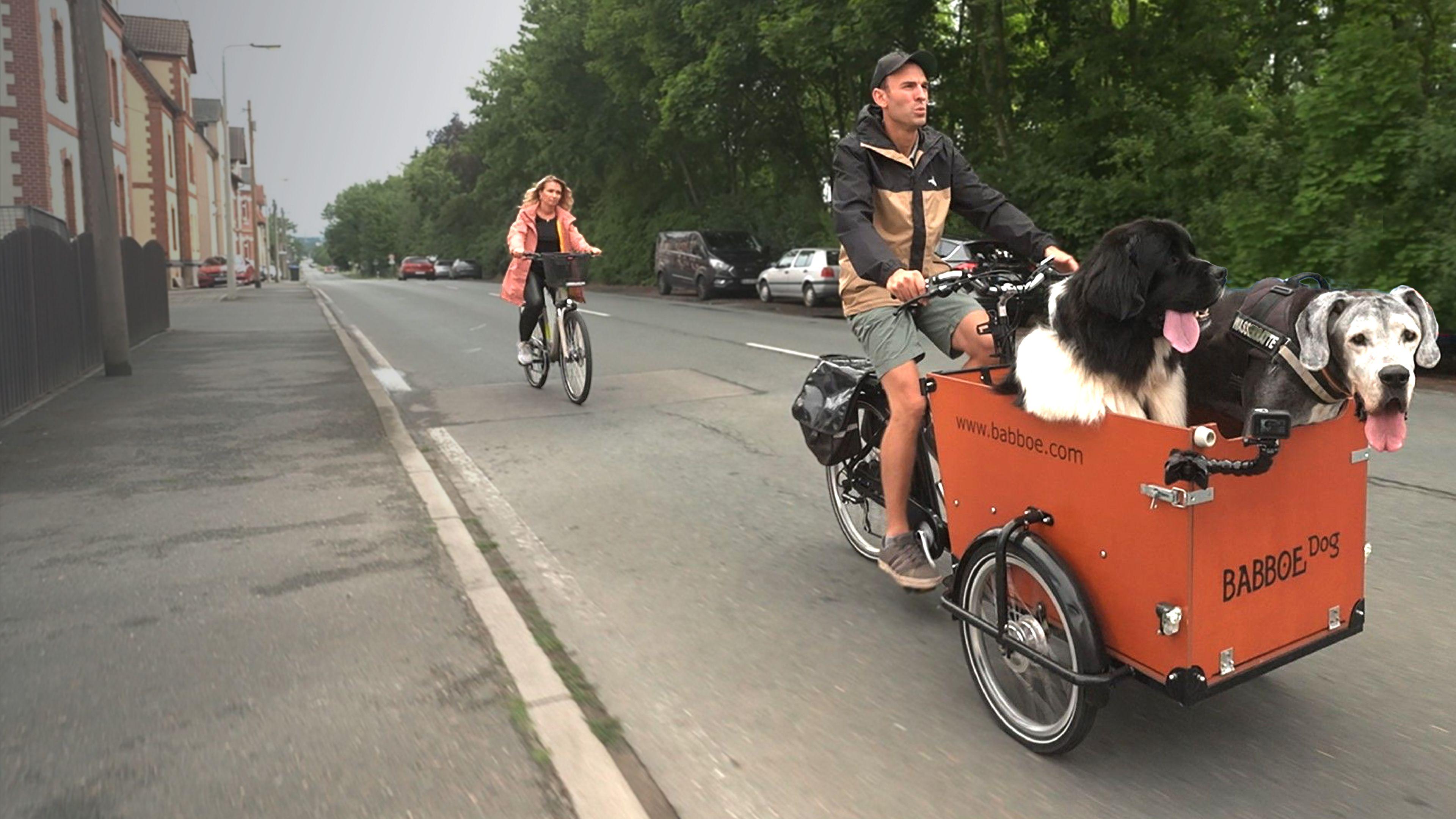 Die großen Hunde - Mit Martin Rütter