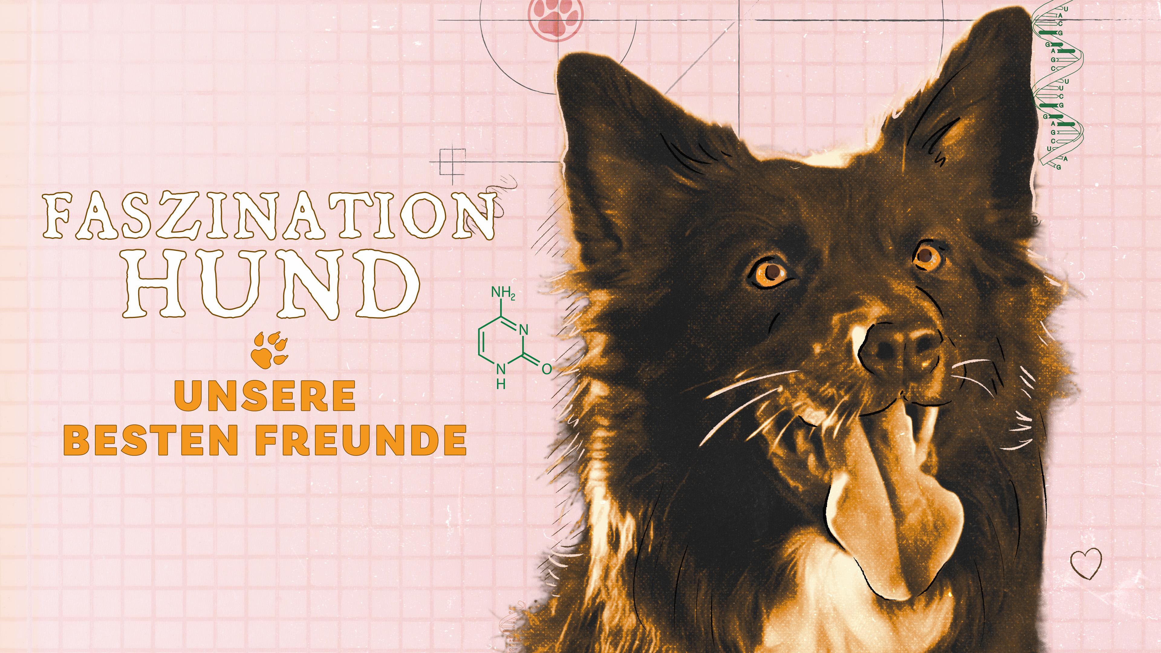 Faszination Hund - Unsere besten Freunde