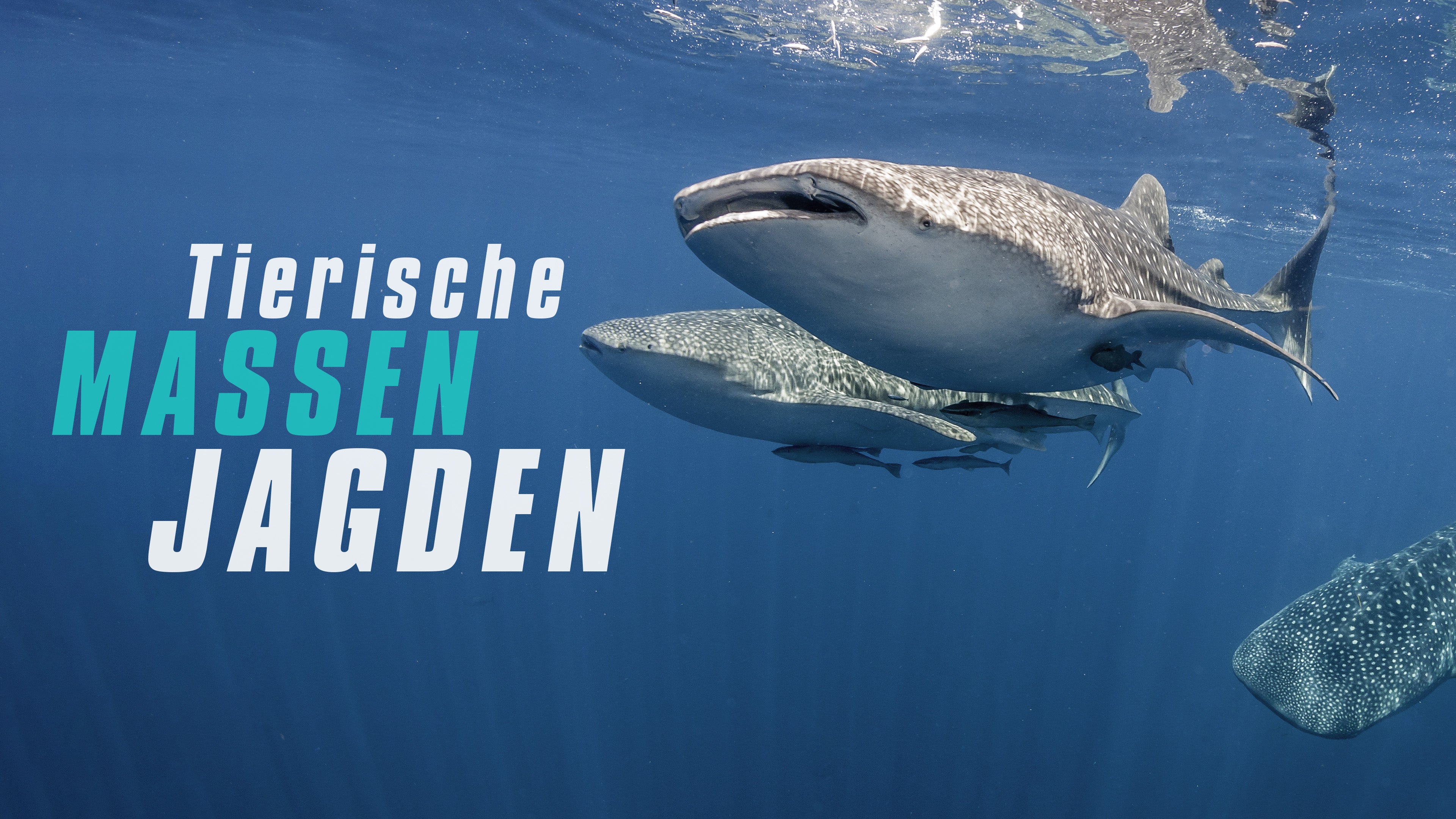 Tierische Massenjagden
