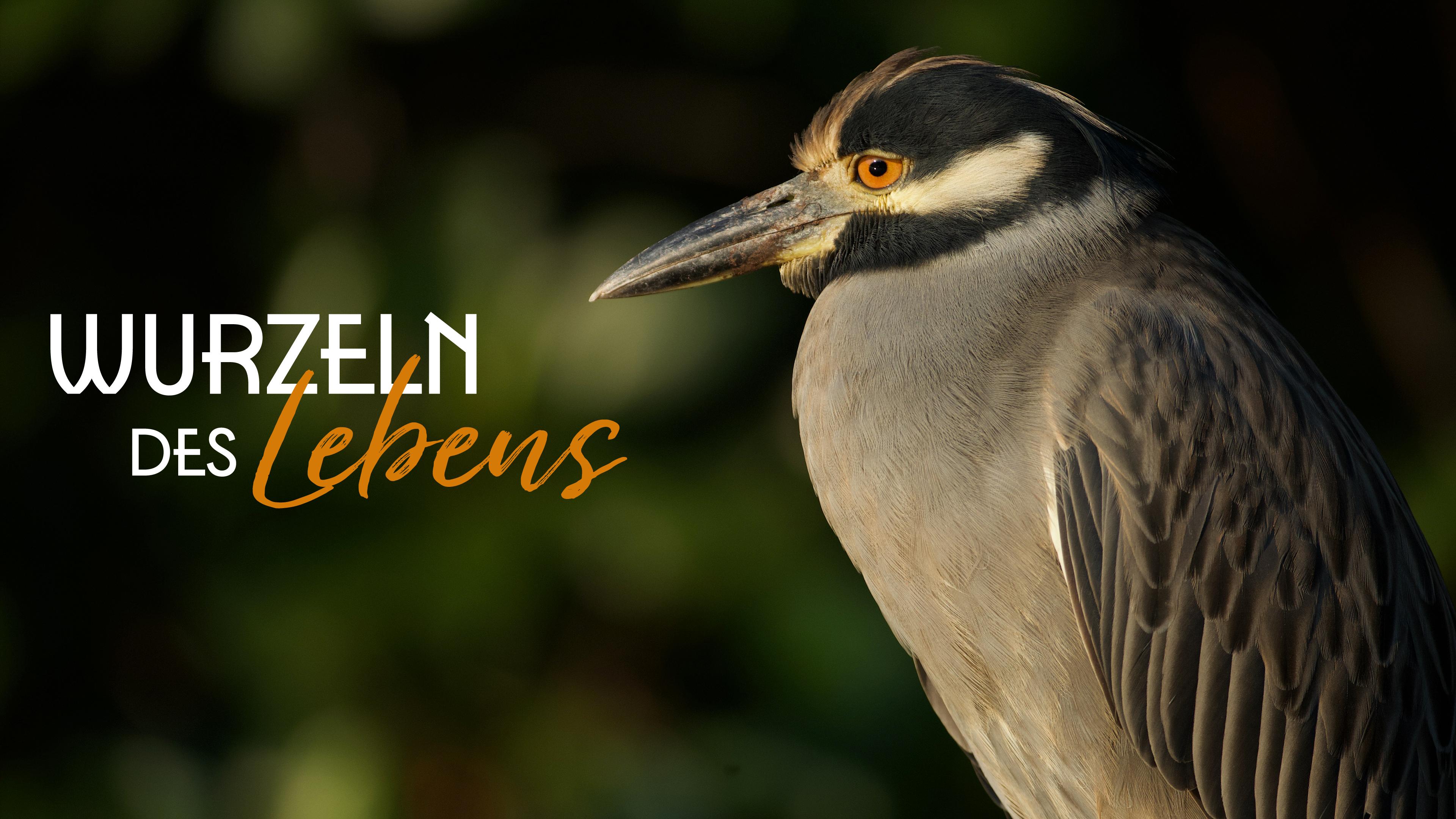 Wurzeln des Lebens