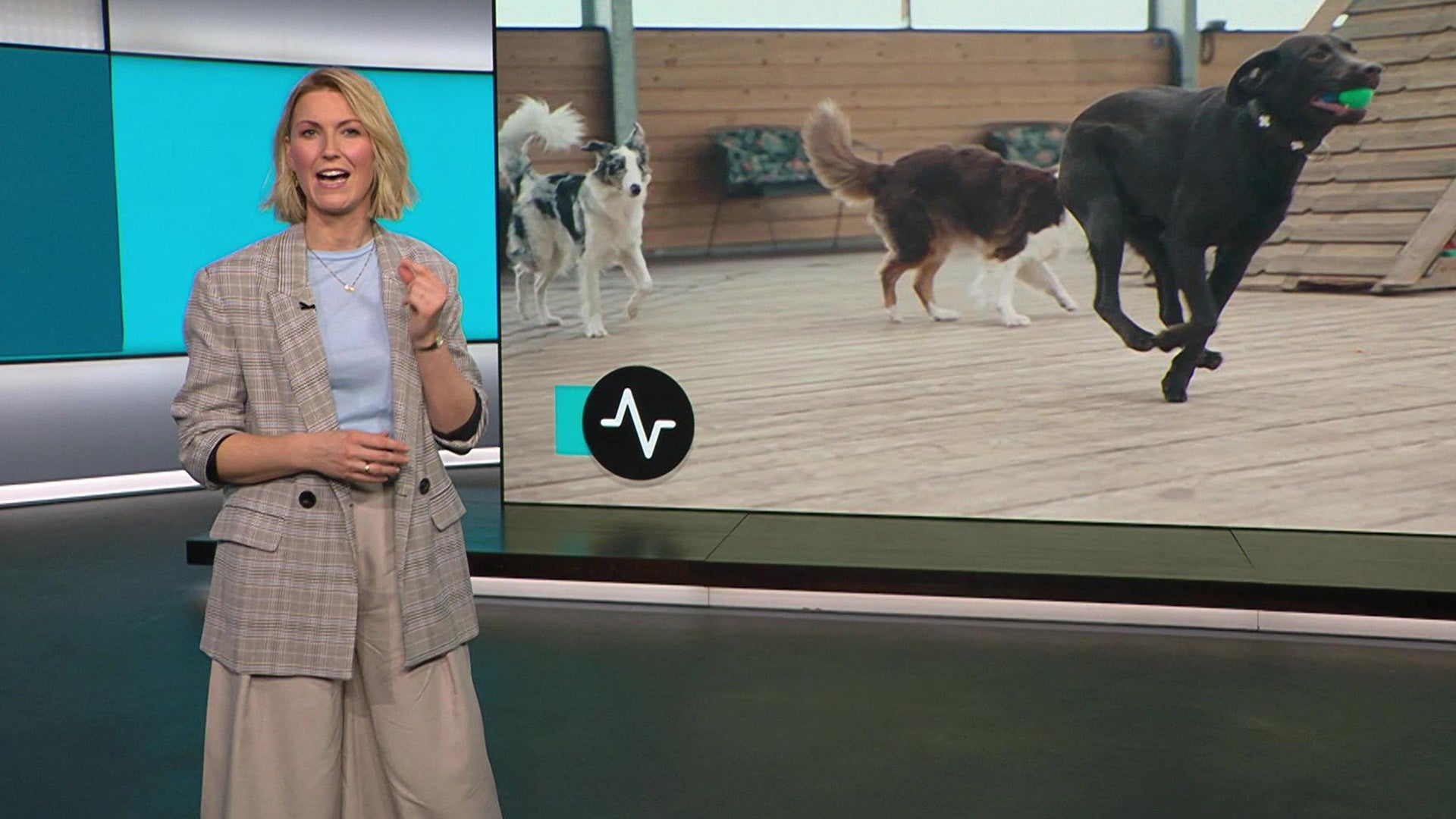 Thema u.a.: Hunde erschnüffeln Krebs