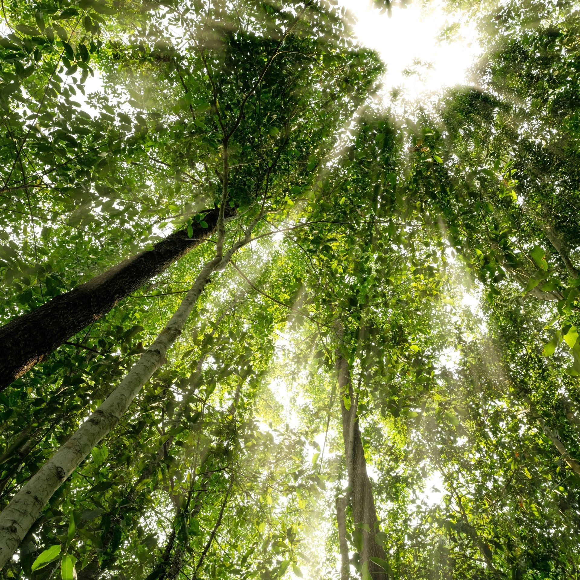 Hoffnungsträger gegen die Klimakrise: Was, wenn jeder einen Baum pflanzt?