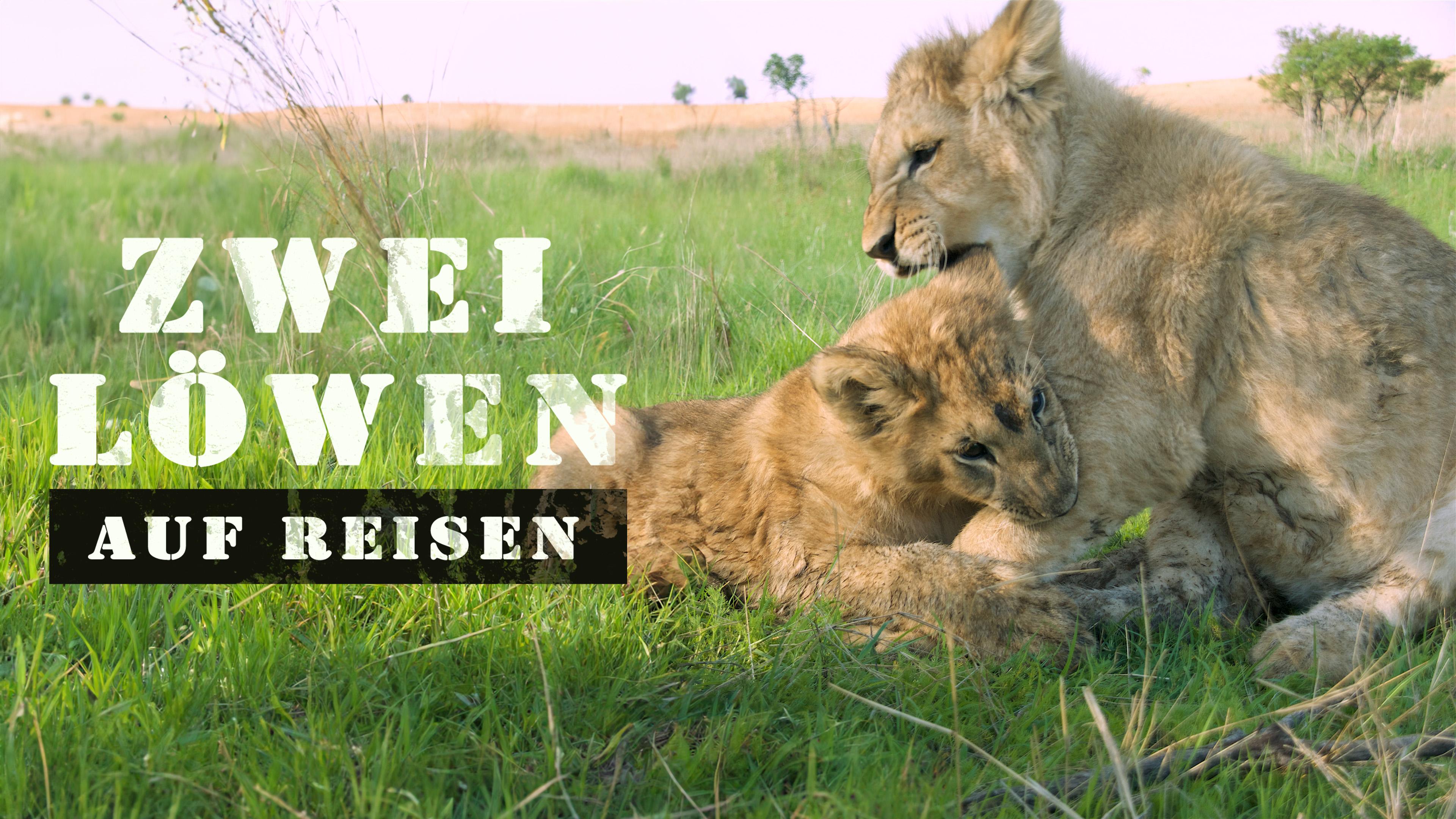 Zwei Löwen auf Reisen - Heimkehr nach Afrika