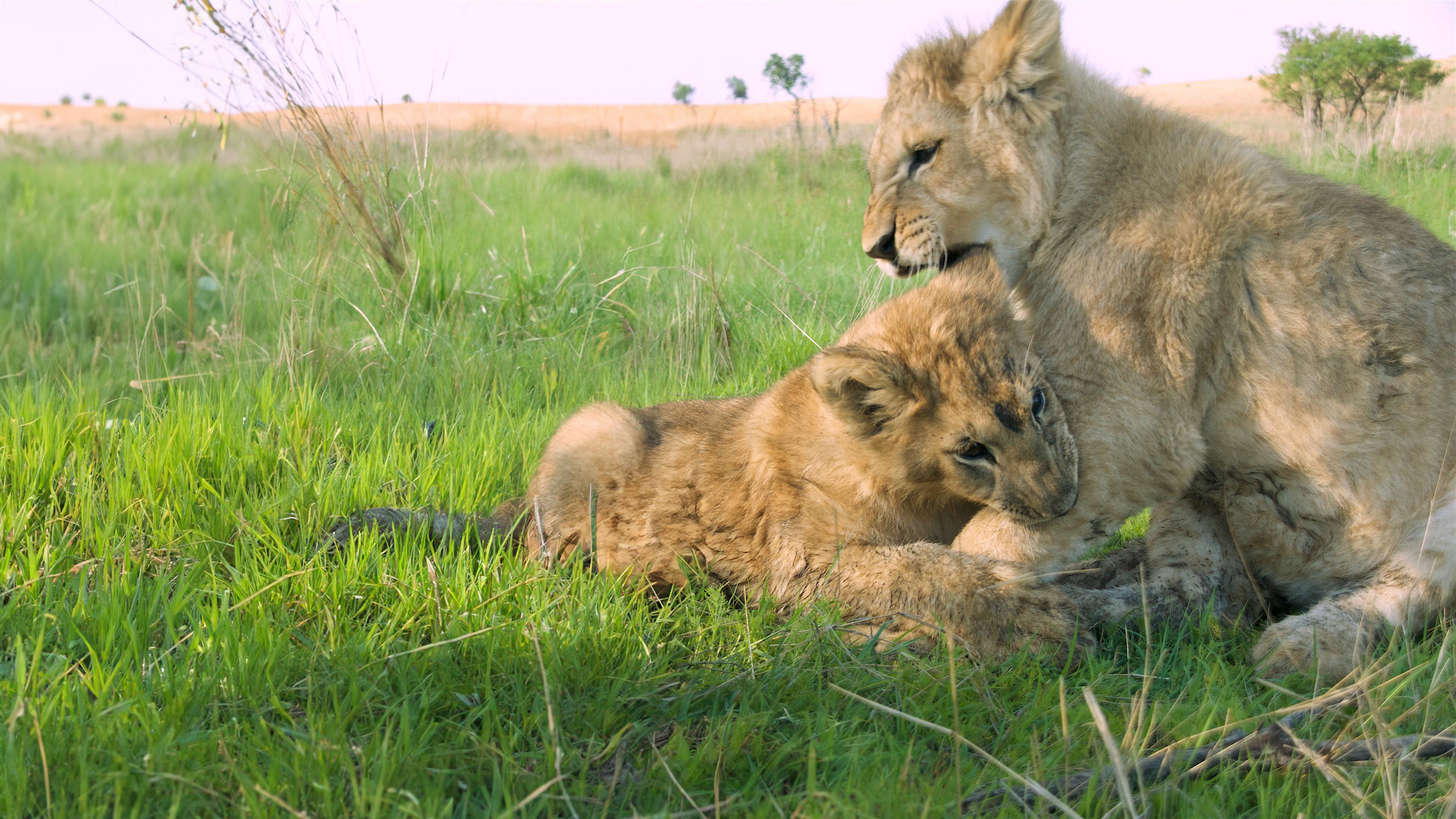 Zwei Löwen auf Reisen - Heimkehr nach Afrika