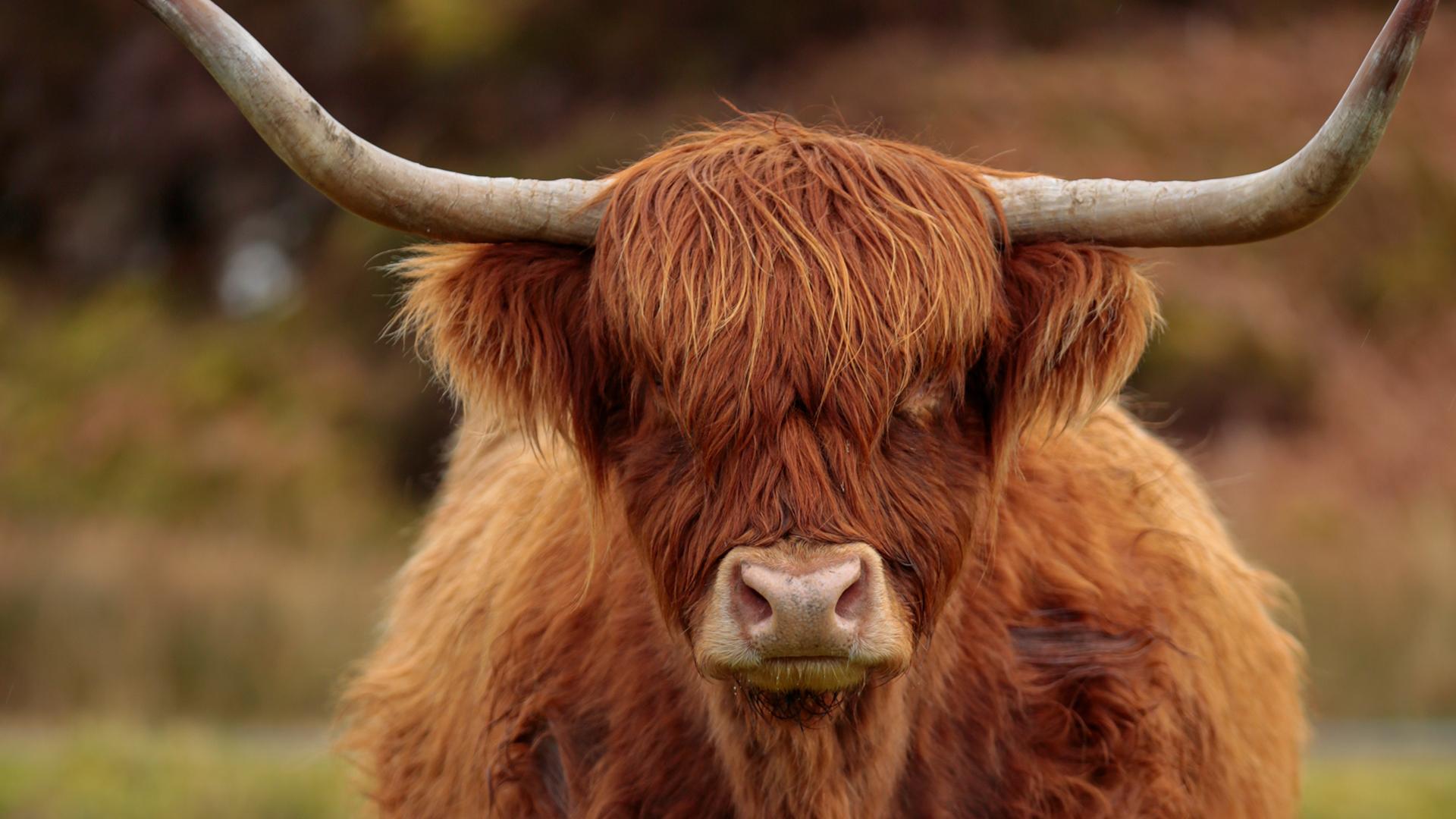 Schottland: Von Küste zu Küste