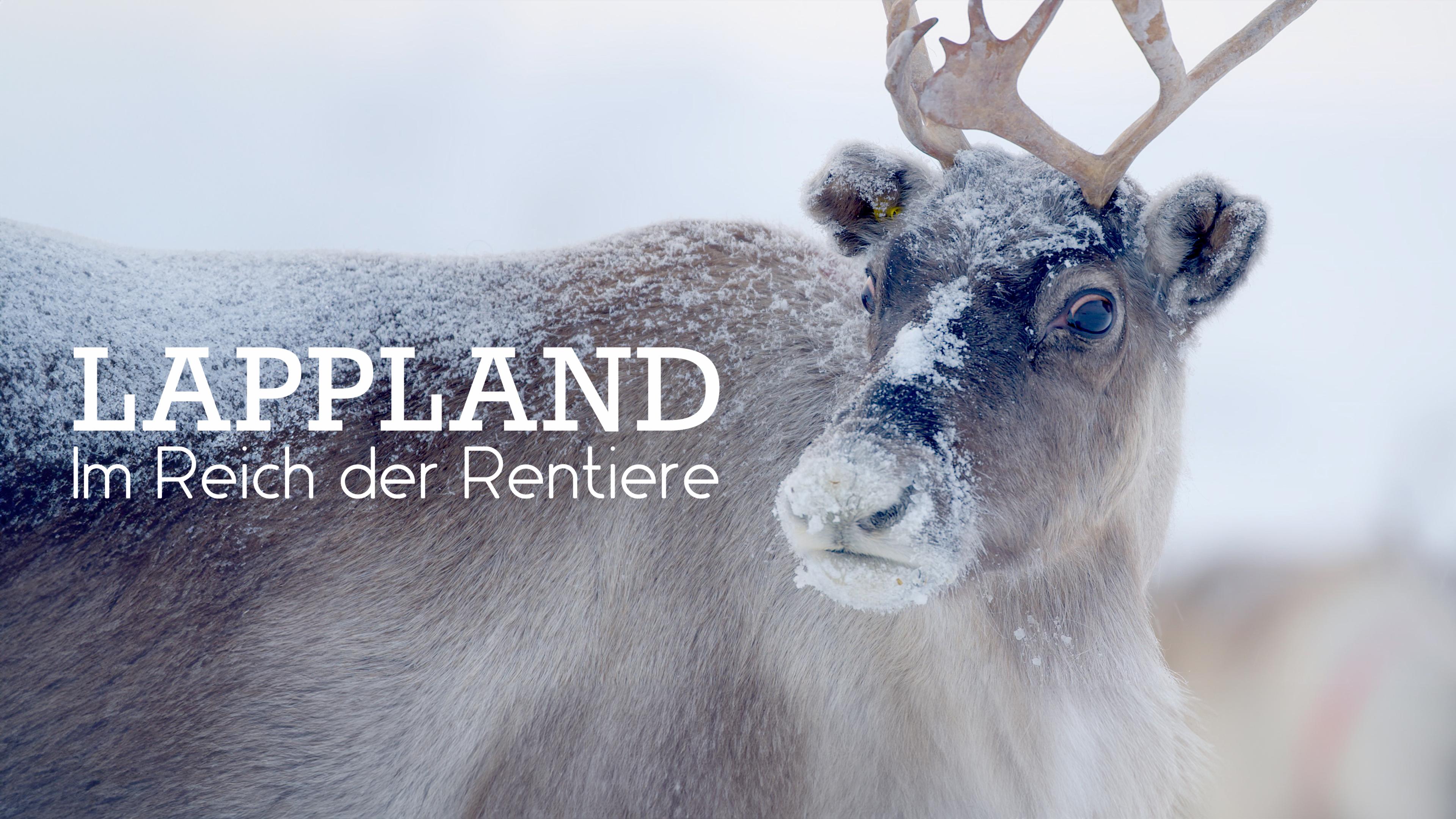 Lappland - Im Reich der Rentiere