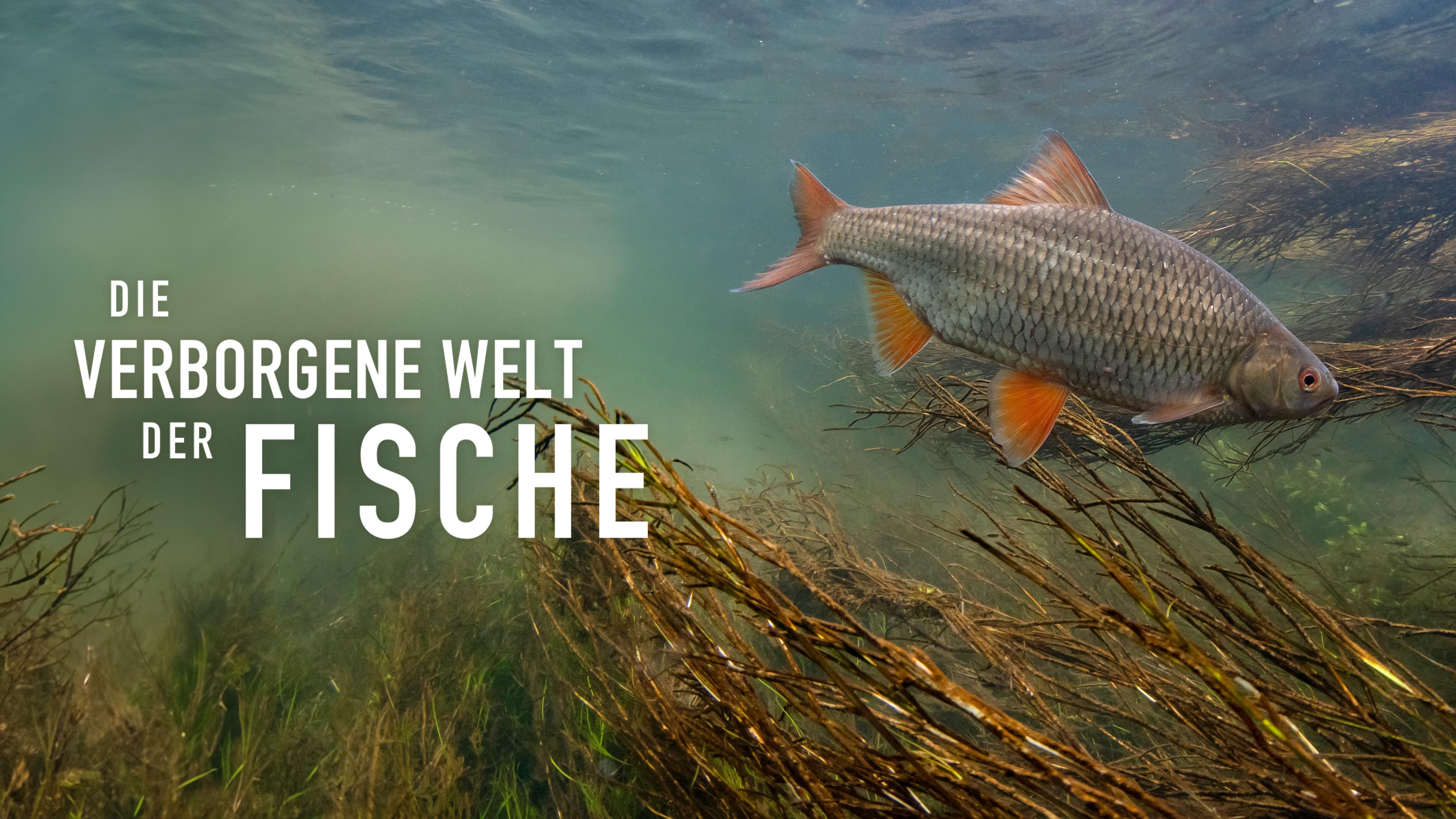 Die verborgene Welt der Fische