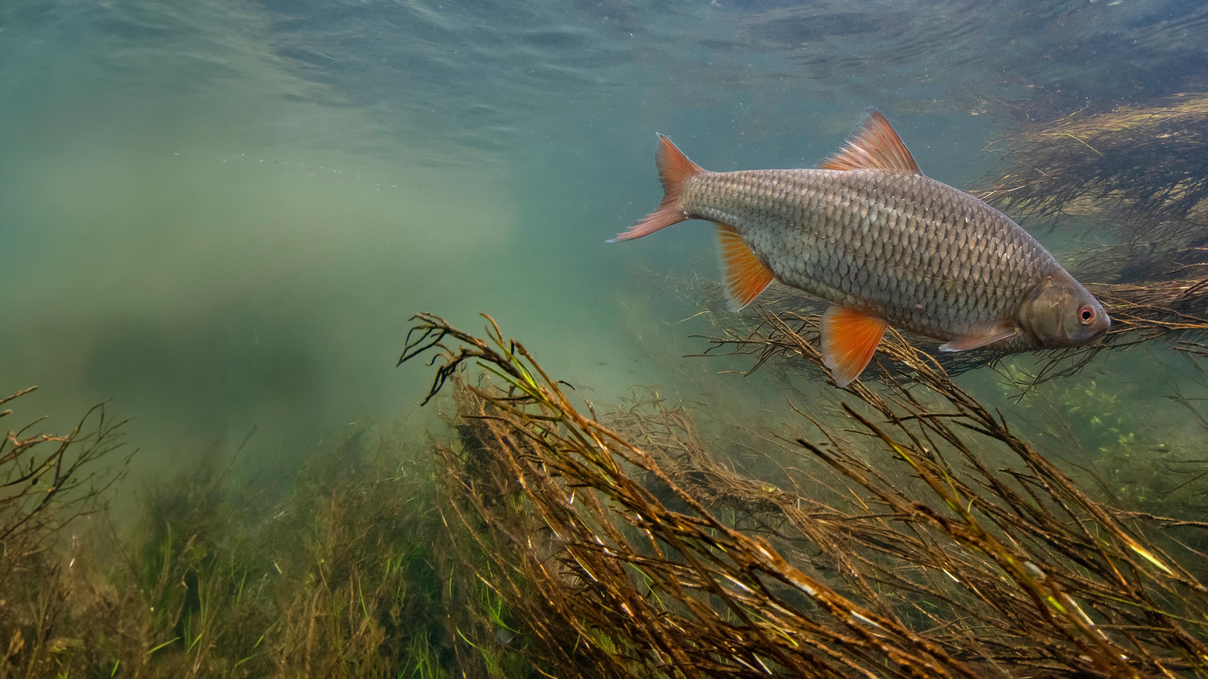 Die verborgene Welt der Fische