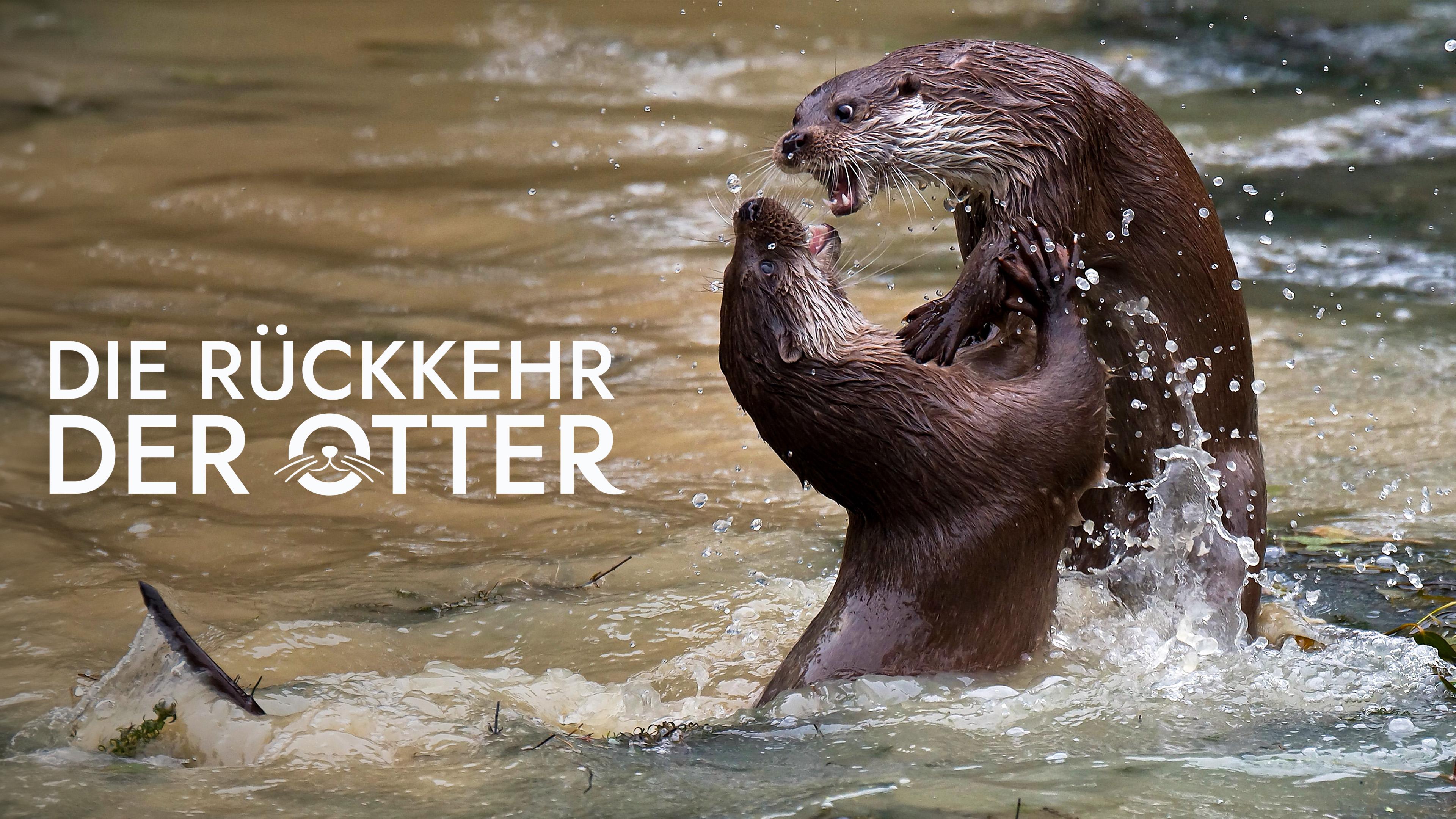Die Rückkehr der Otter
