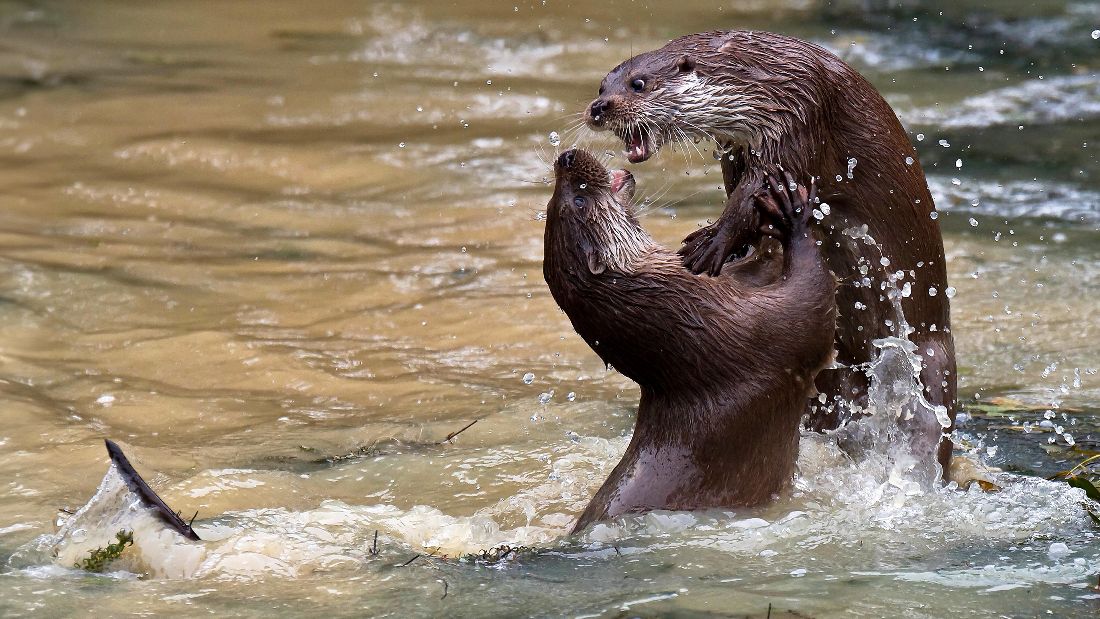 Die Rückkehr der Otter