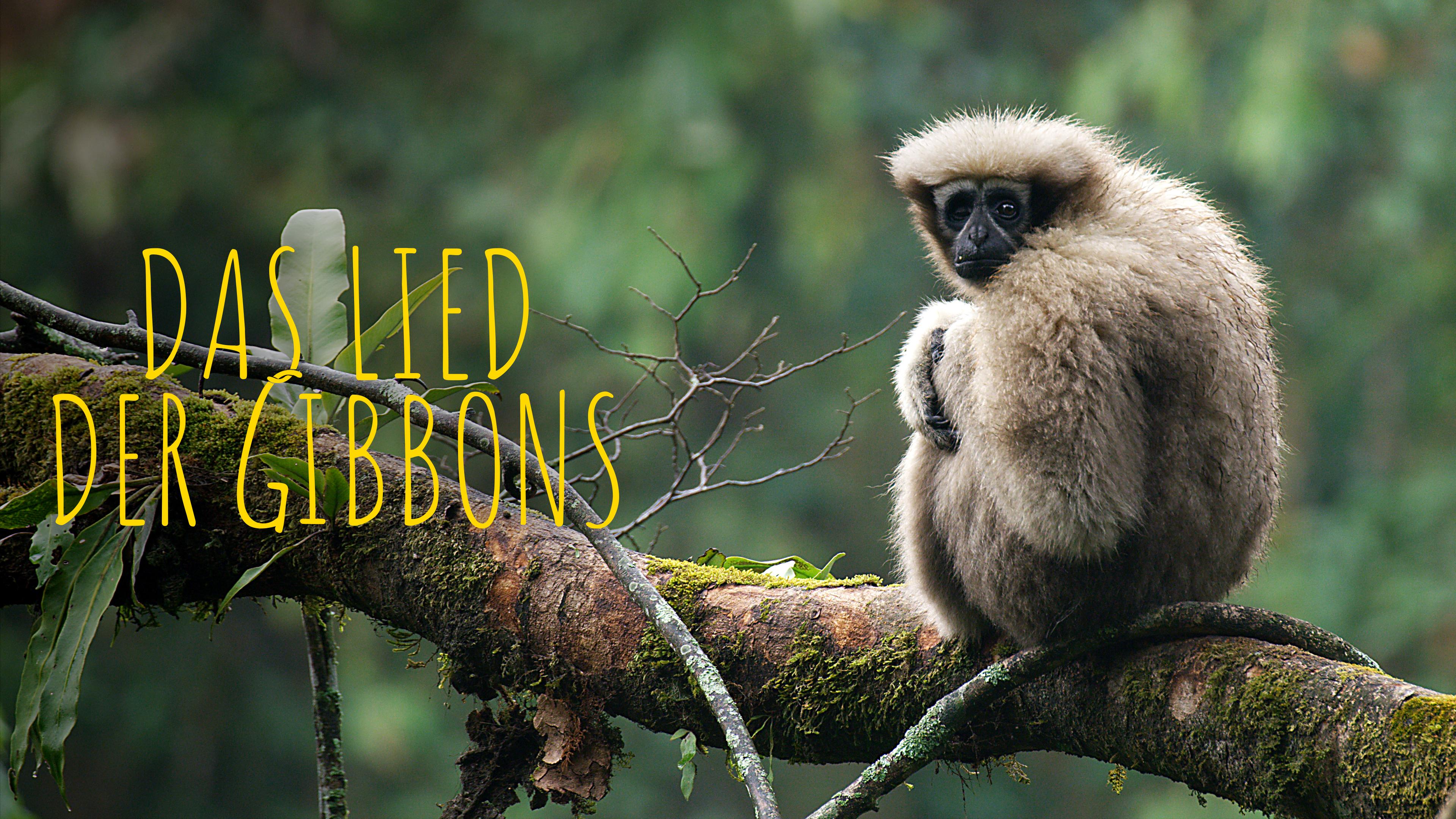 Das Lied der Gibbons