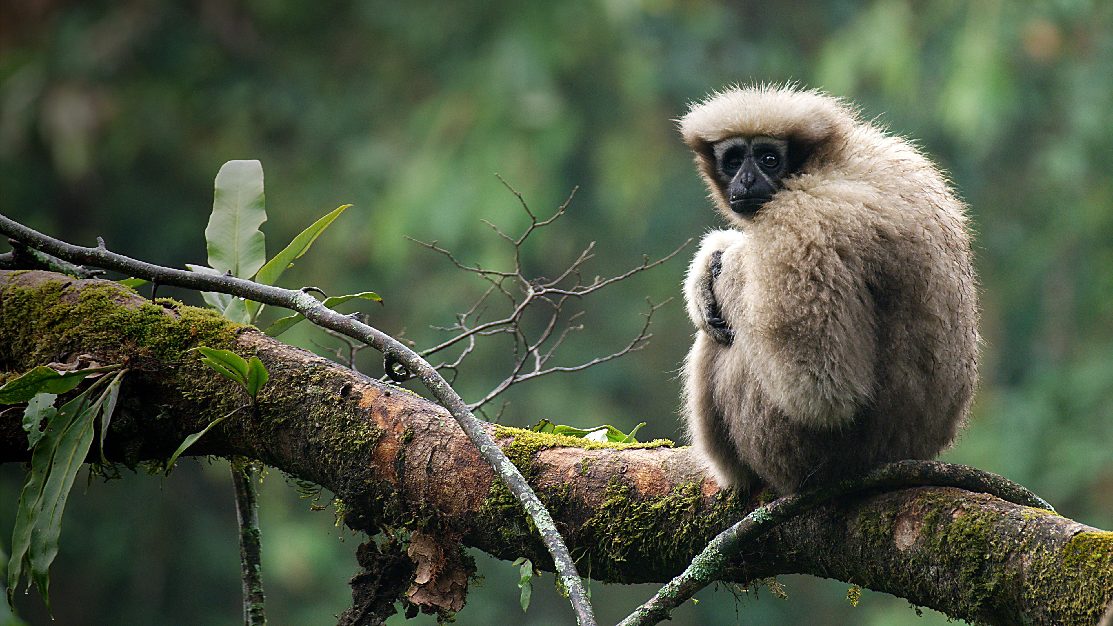 Das Lied der Gibbons