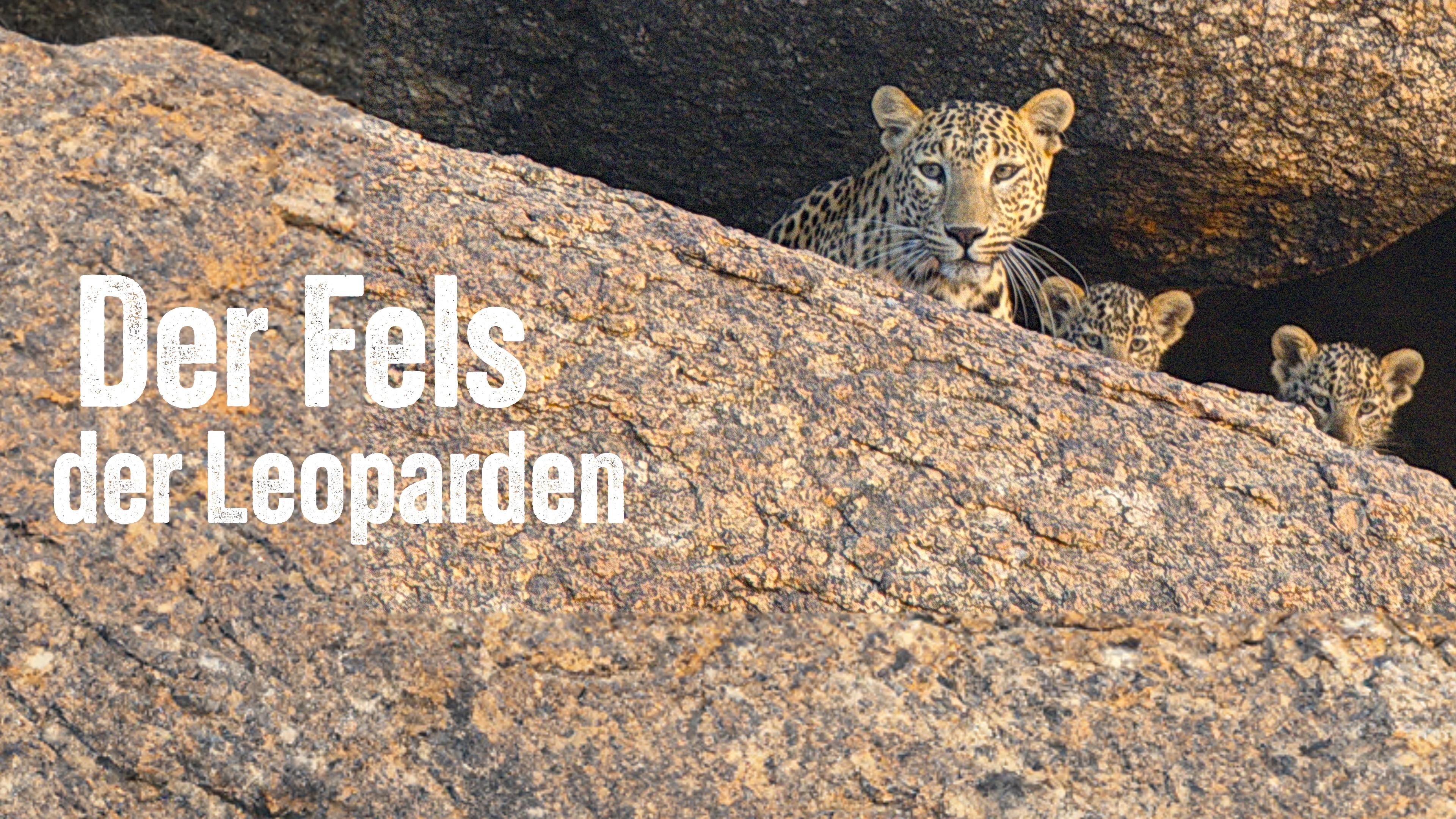 Der Fels der Leoparden