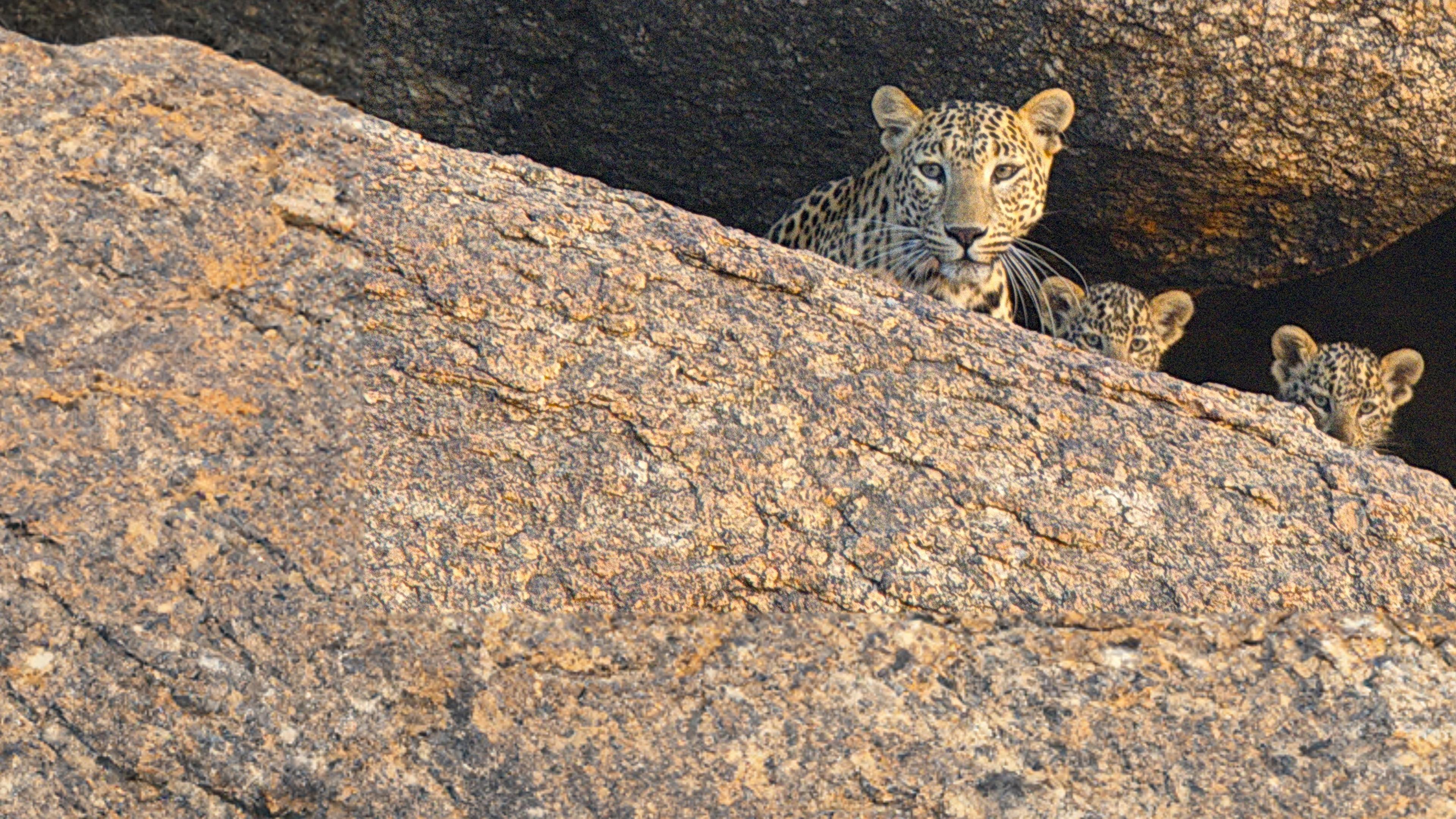 Der Fels der Leoparden