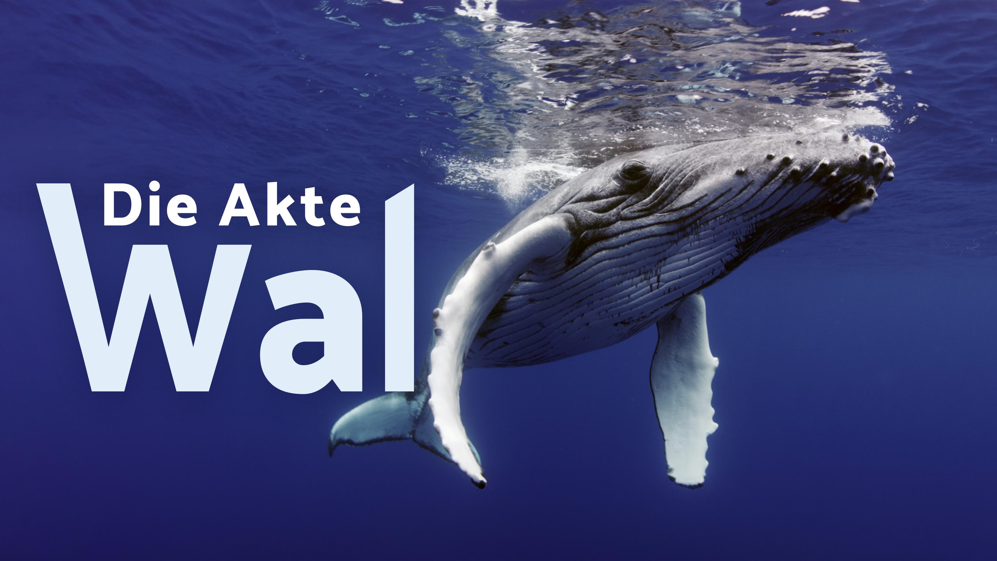 Die Akte Wal
