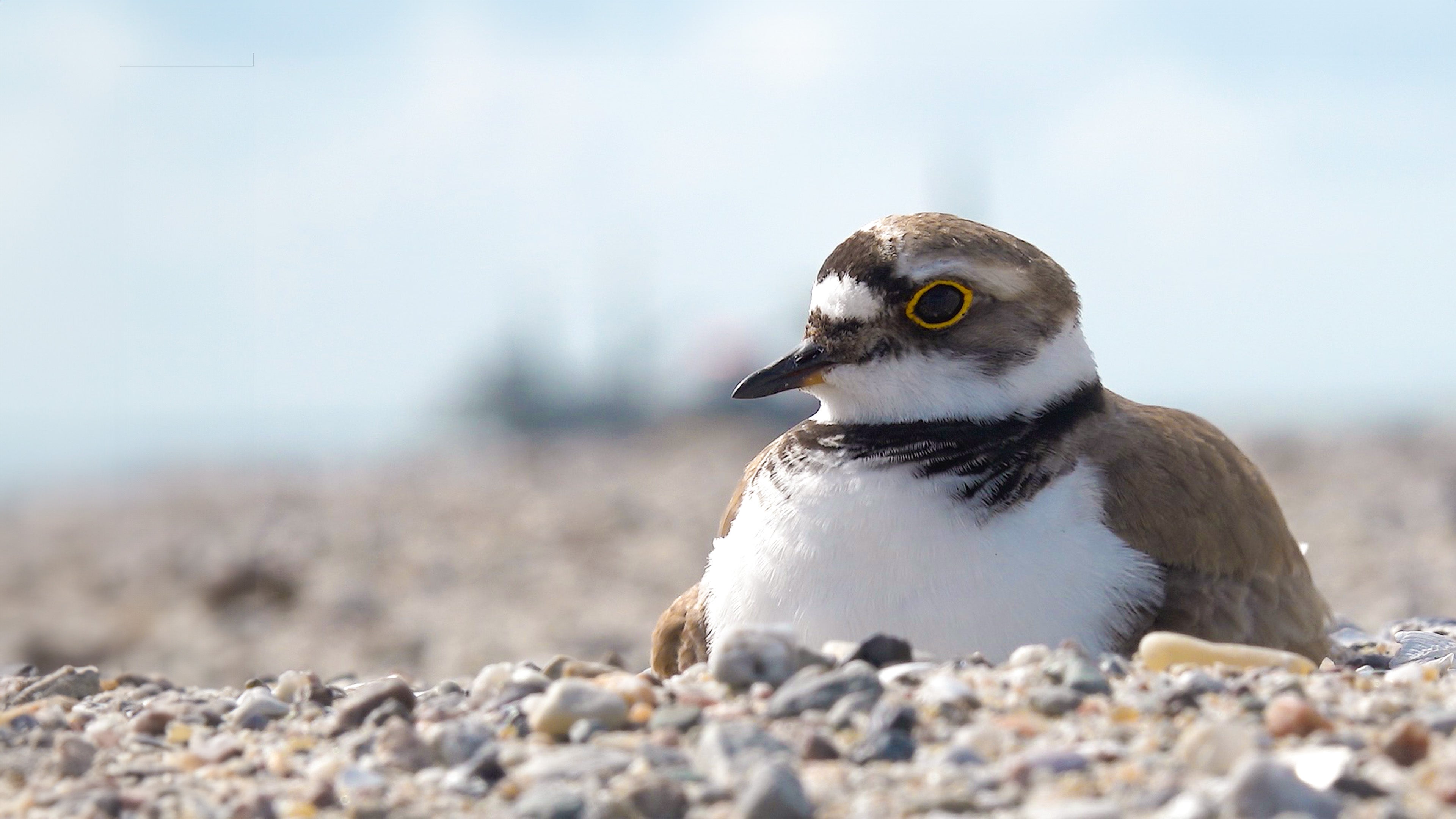 Niederlande - Neue Naturinseln im Markermeer