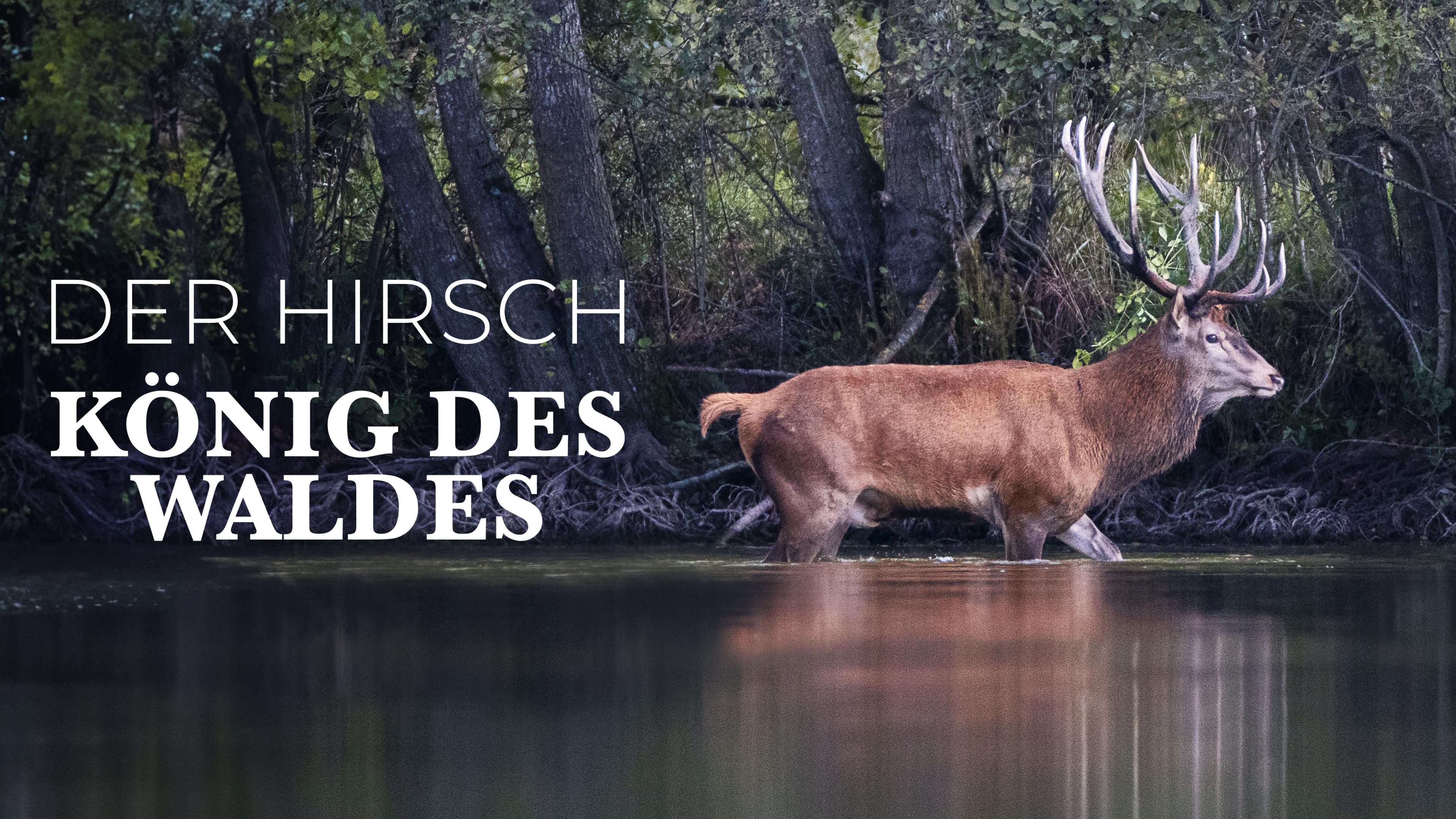 Der Hirsch - König des Waldes