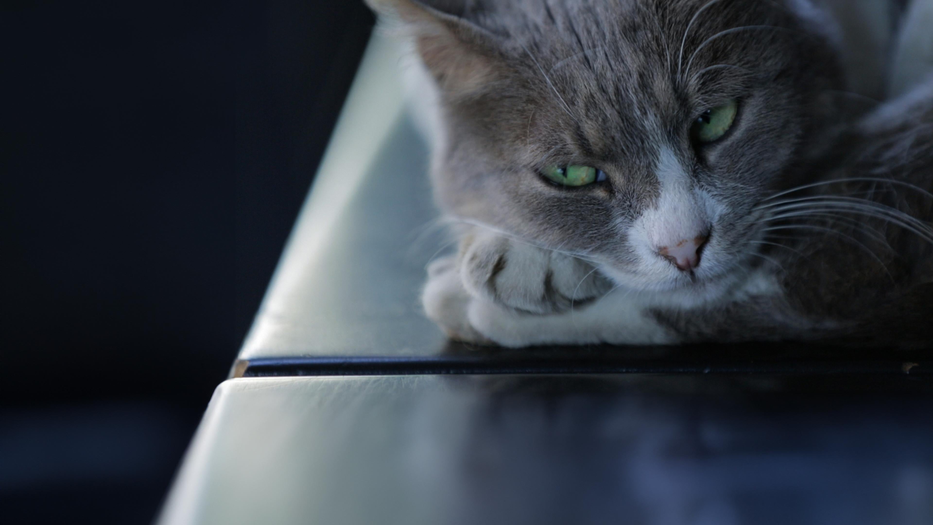 Kedi - Von Katzen und Menschen