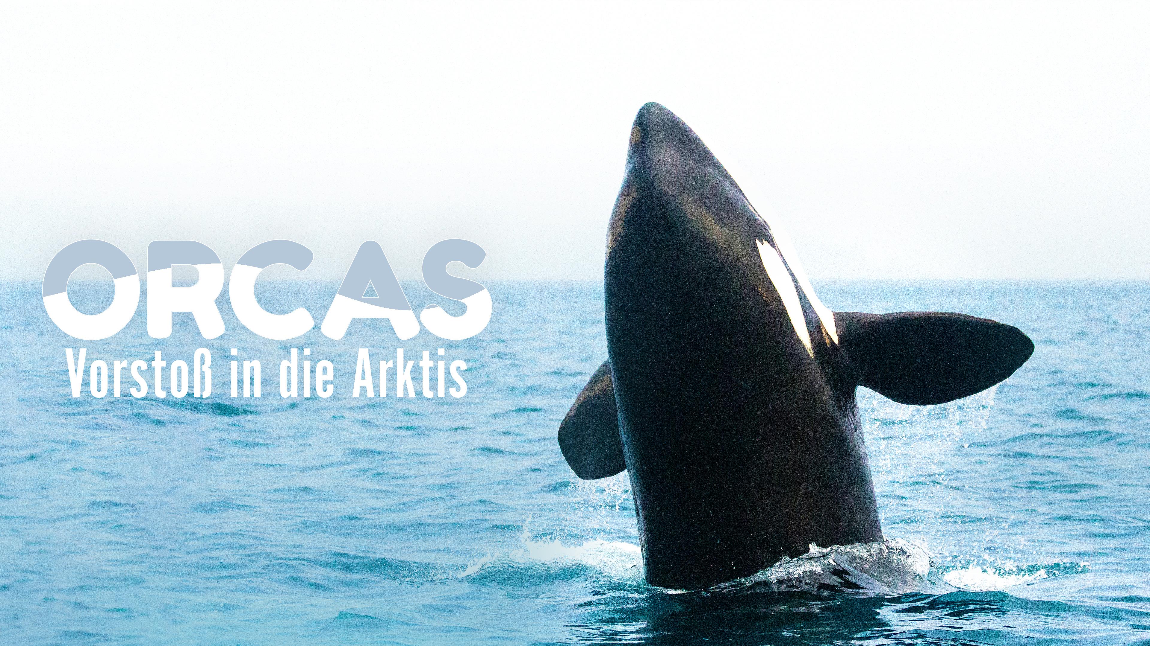 Orcas - Vorstoß in die Arktis