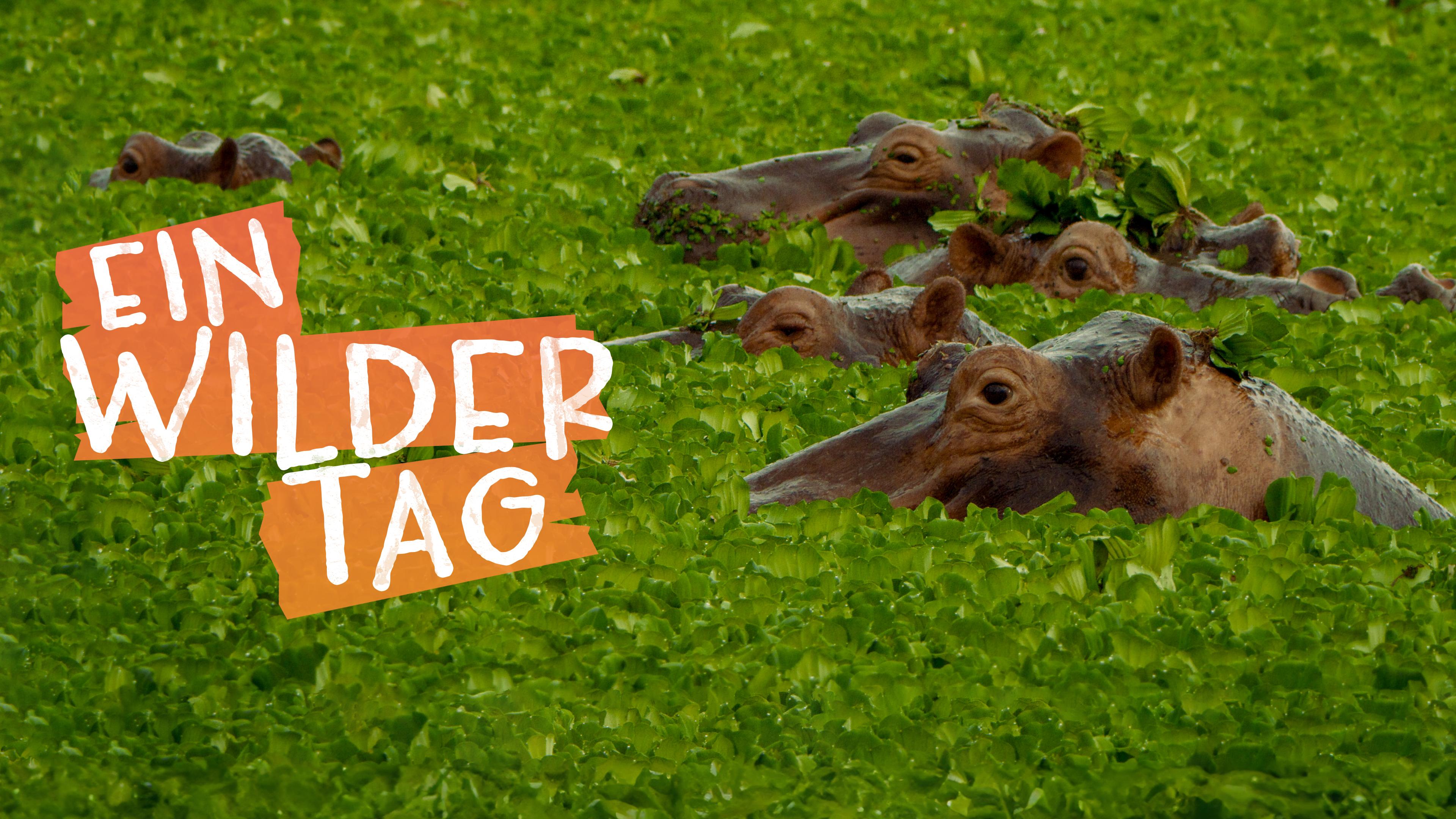 Ein wilder Tag