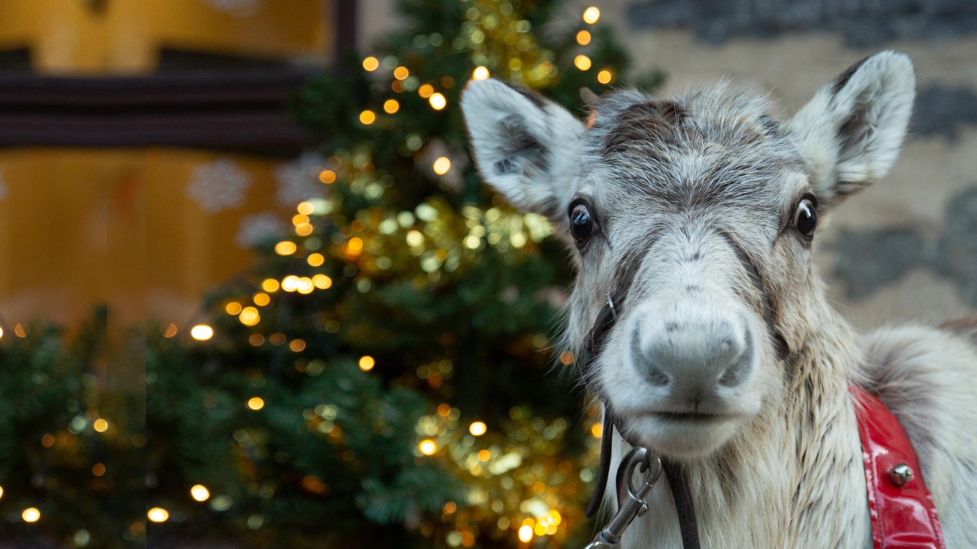 Das kleine Rentier und sein erstes Weihnachten