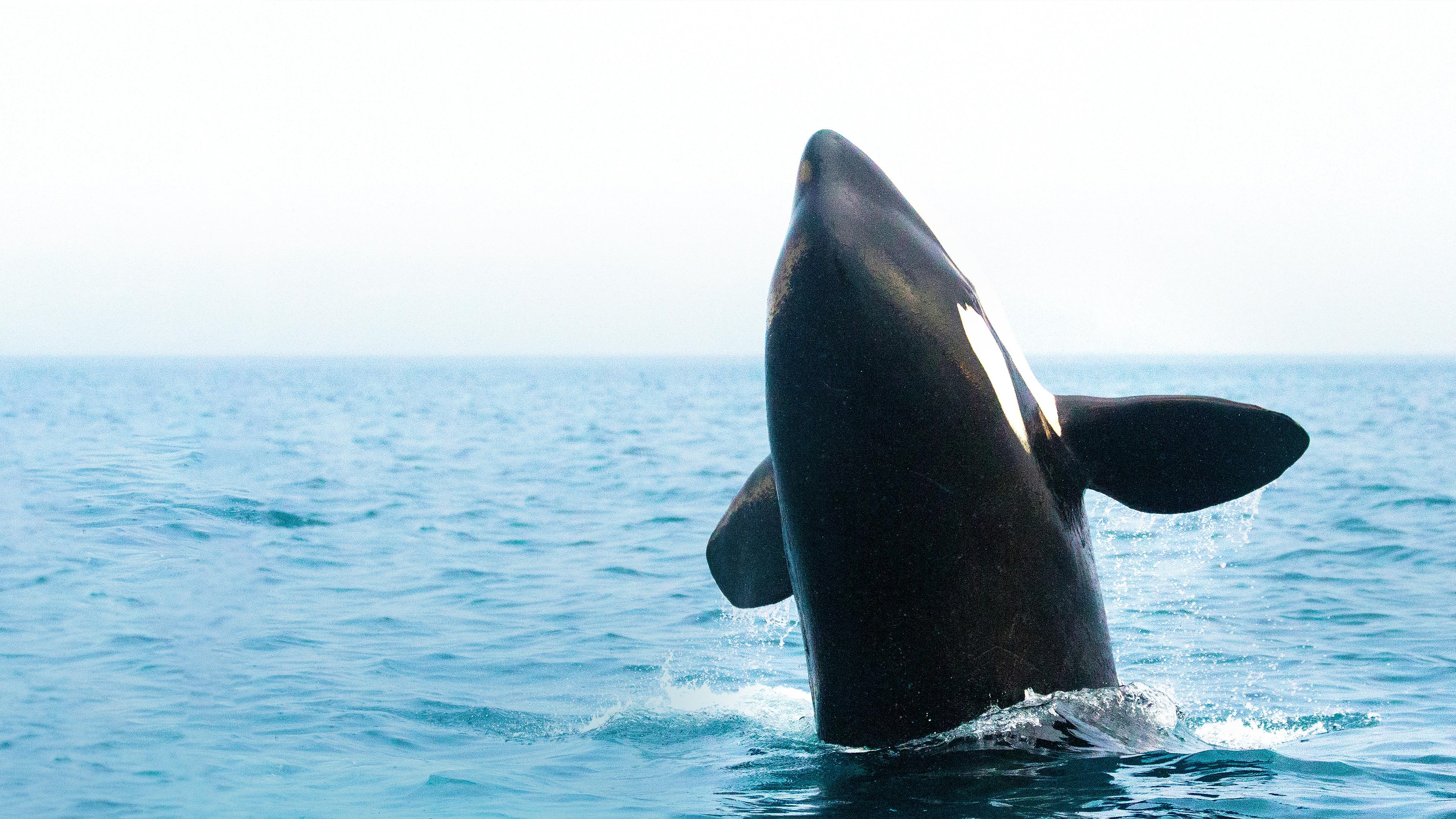 Orcas - Vorstoß in die Arktis