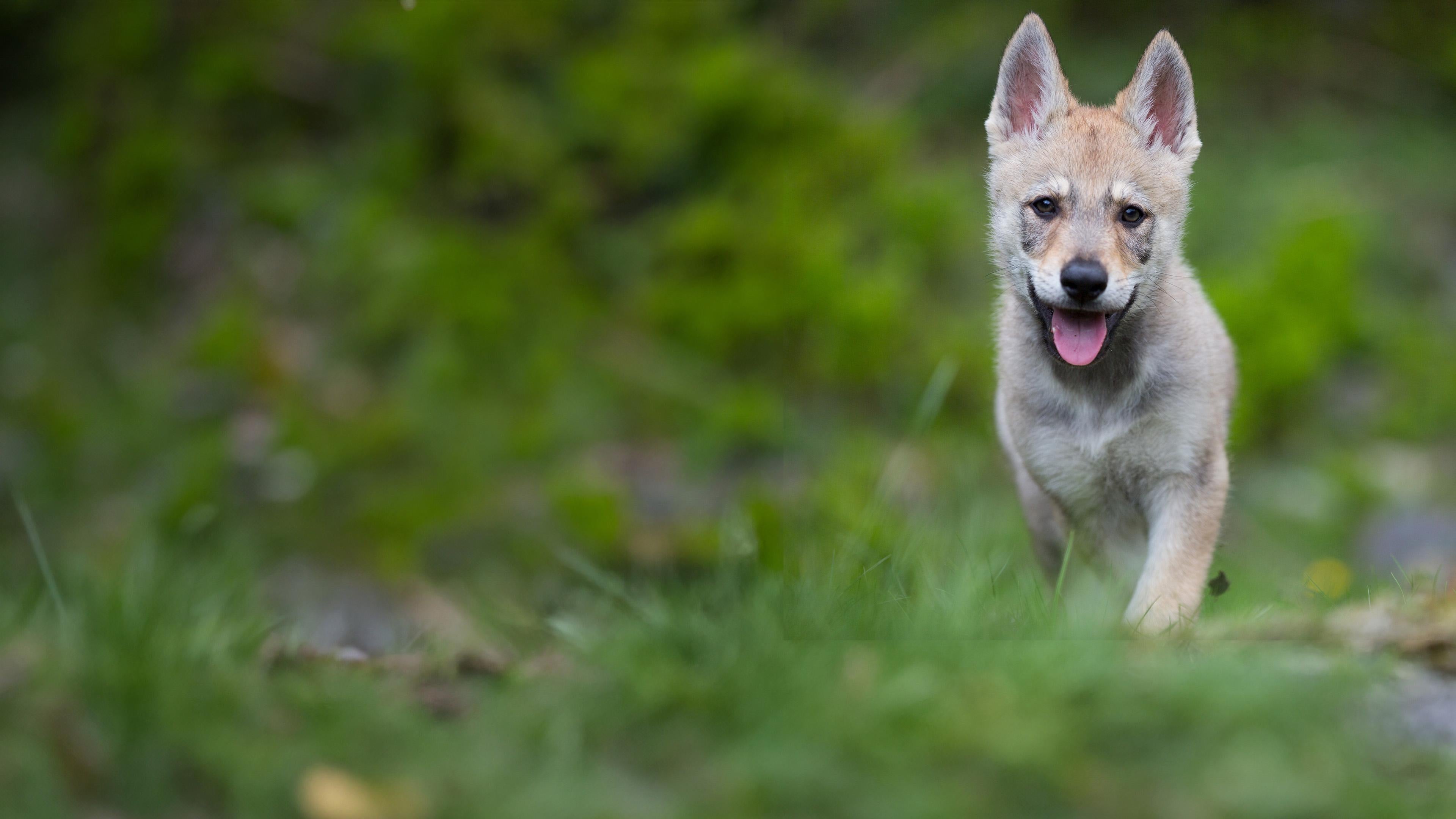 Wolfswege