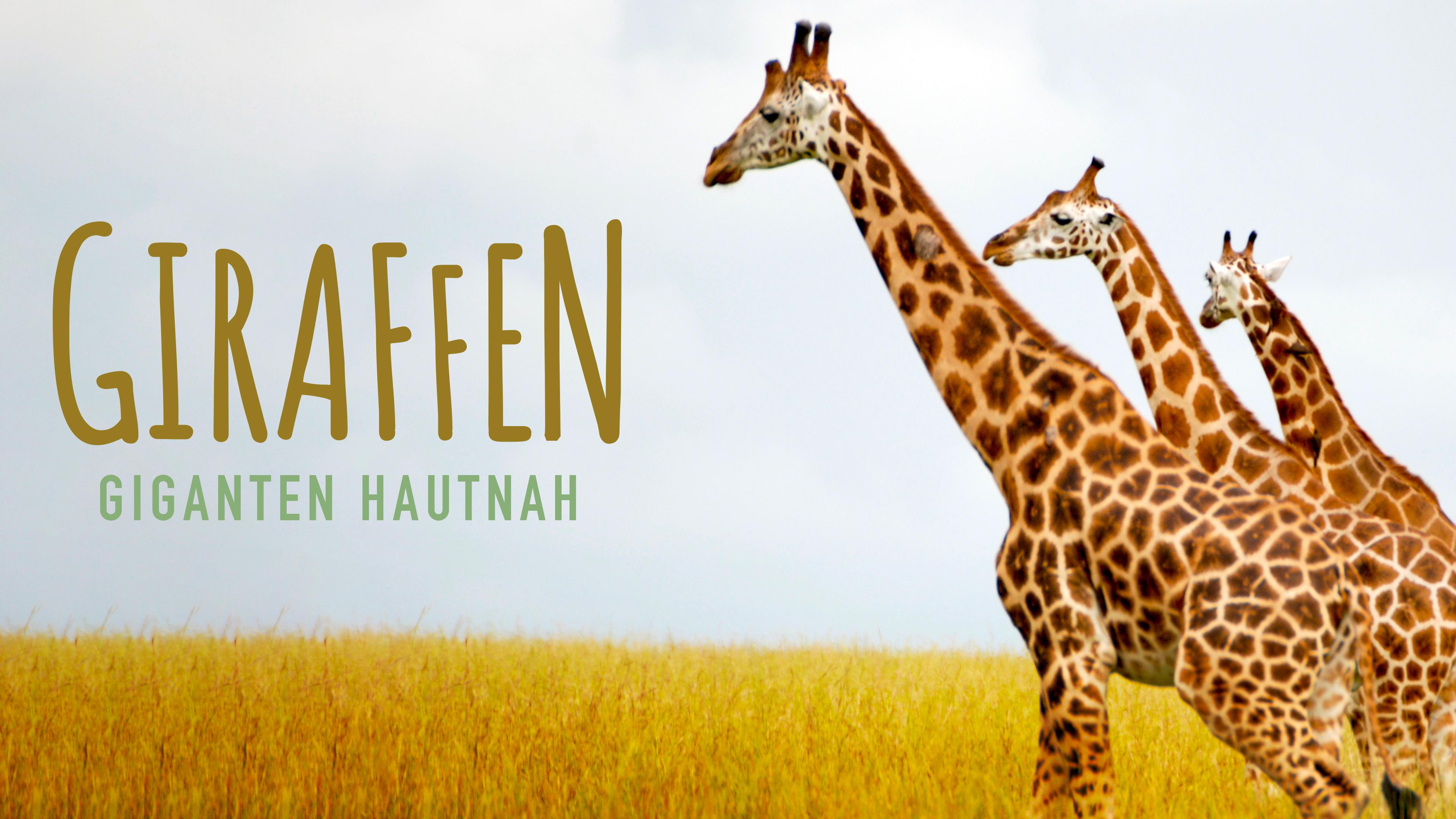 Giraffen - Giganten hautnah