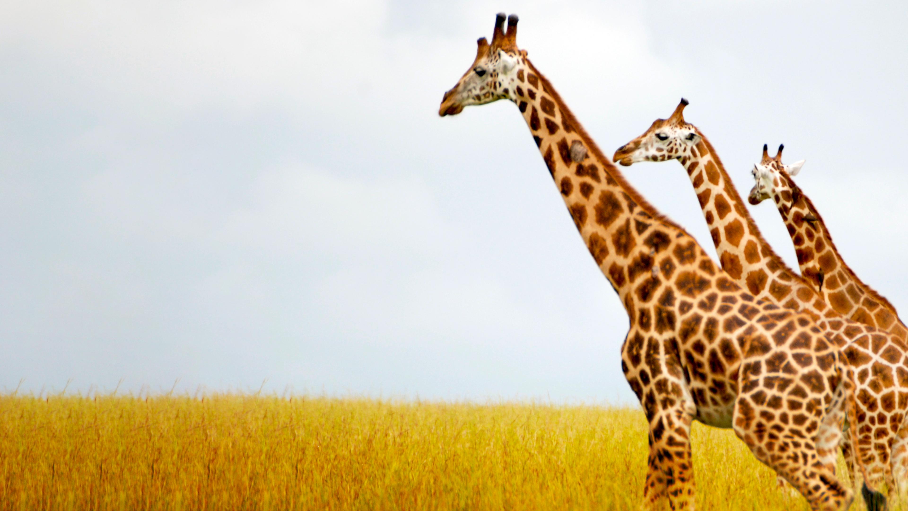 Giraffen - Giganten hautnah