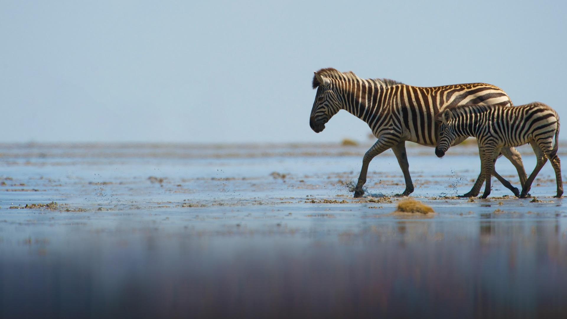 Streifzug des Zebras