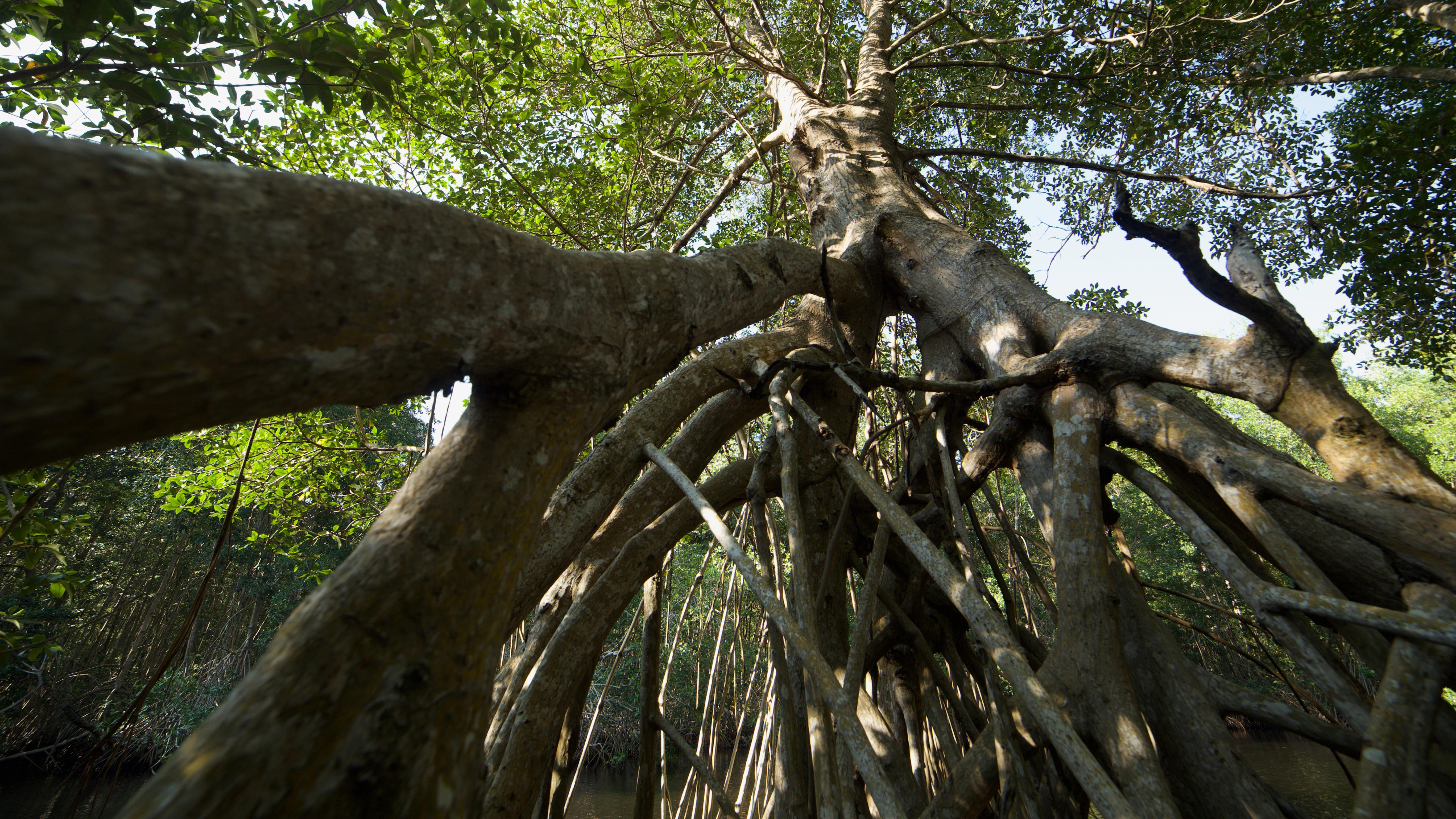 Magische Mangrove