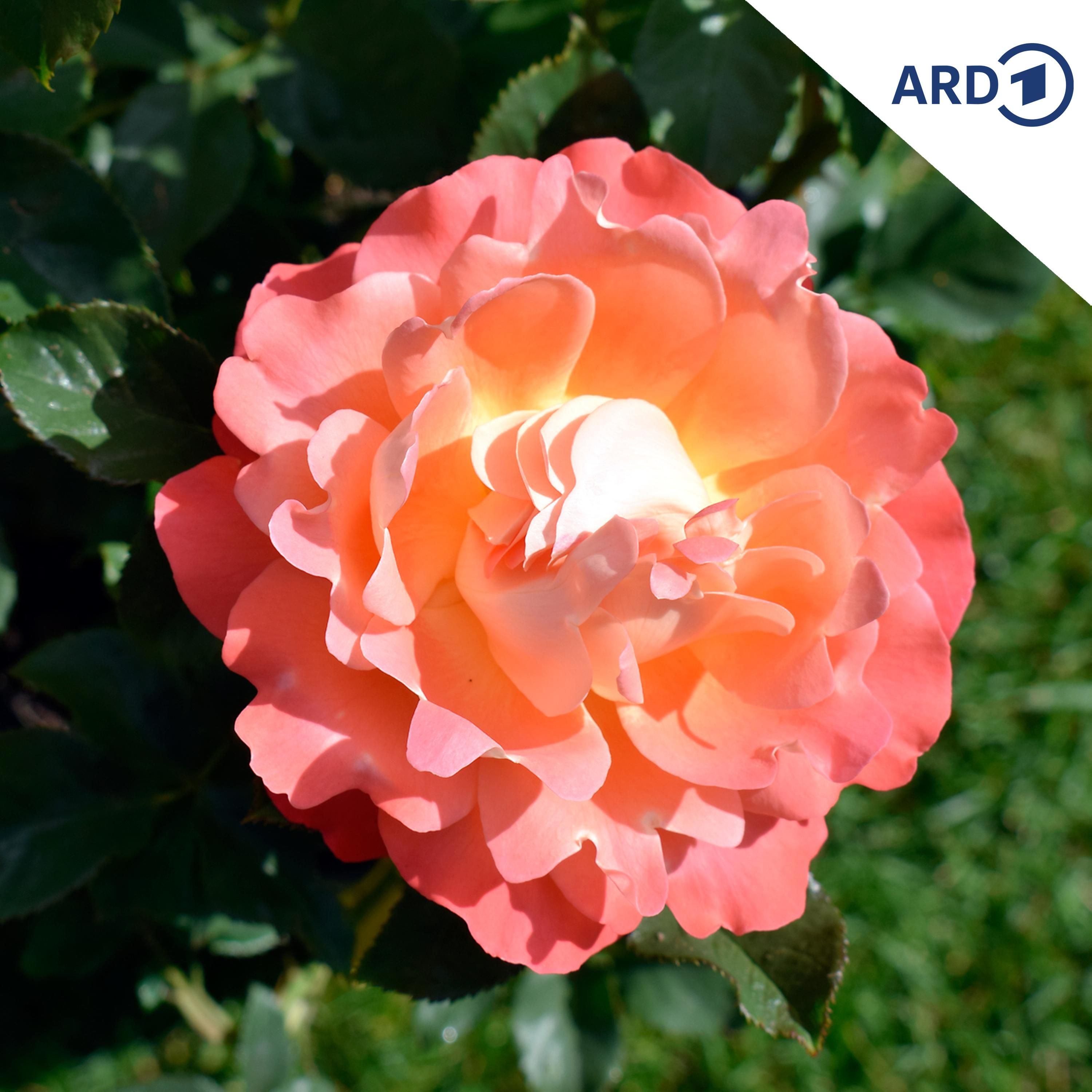 Warten auf die Wichtelrose!