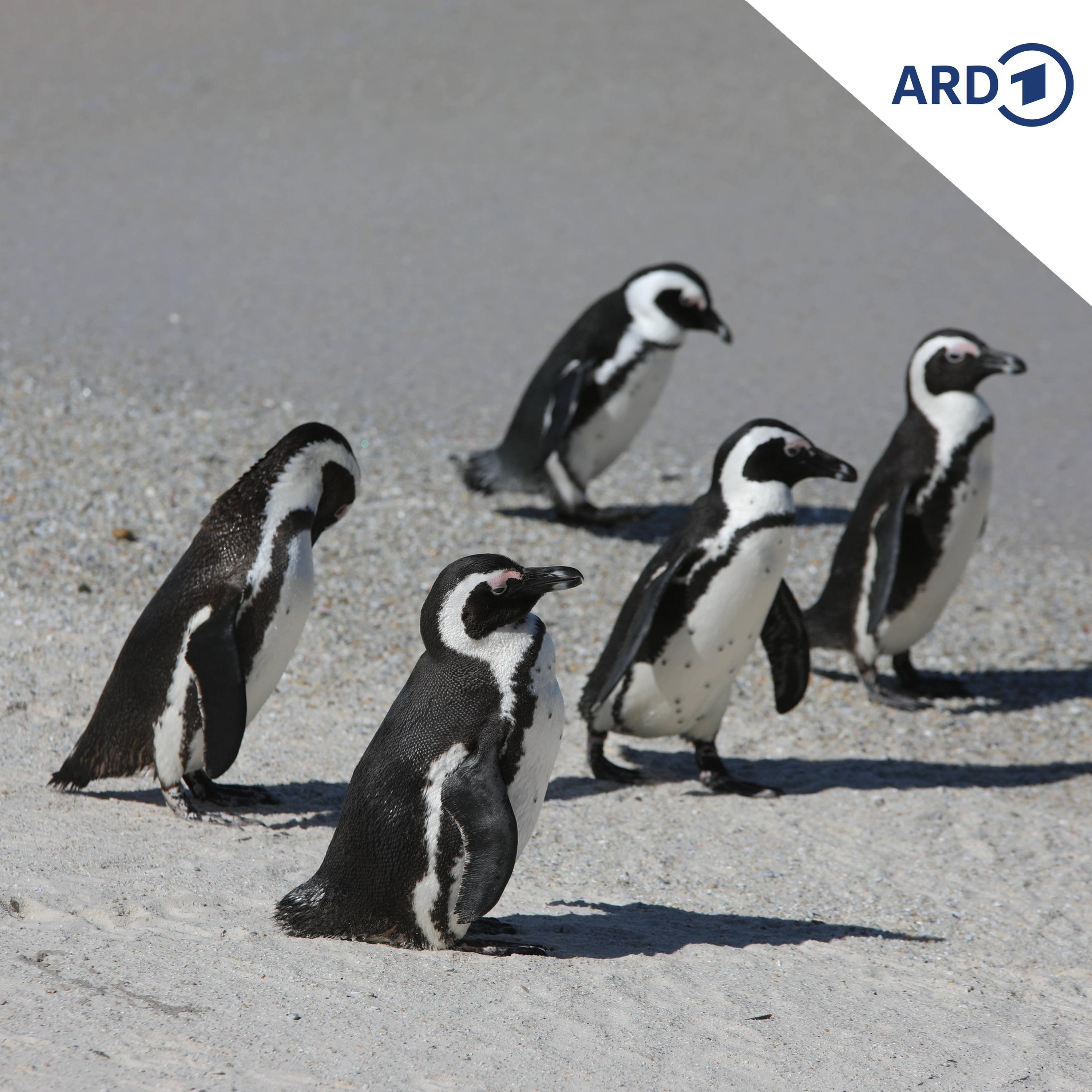 Klimawandel & Überfischung: Südafrikas Pinguine verhungern