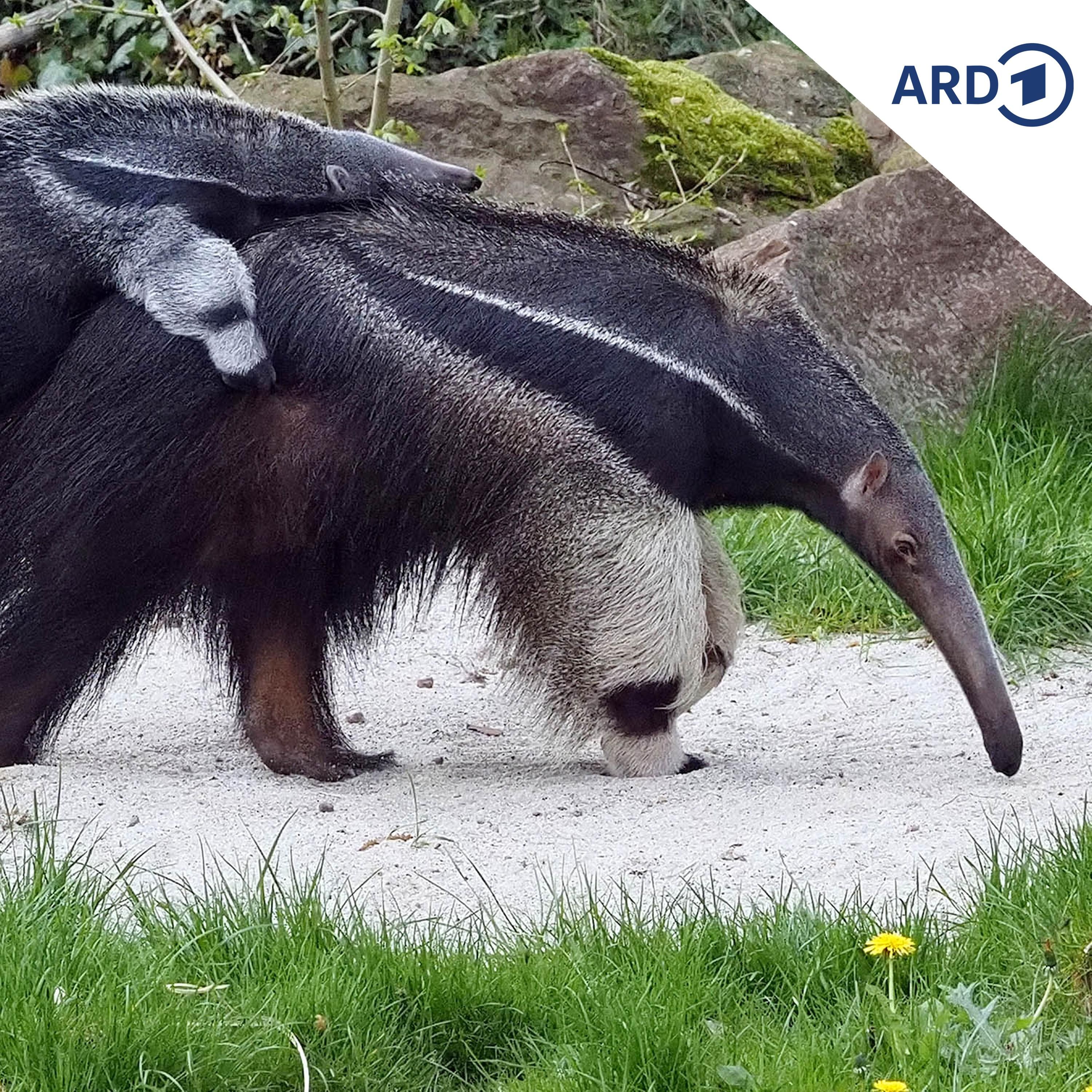 Ameisenbär - Lange Nächte und noch längere Zunge