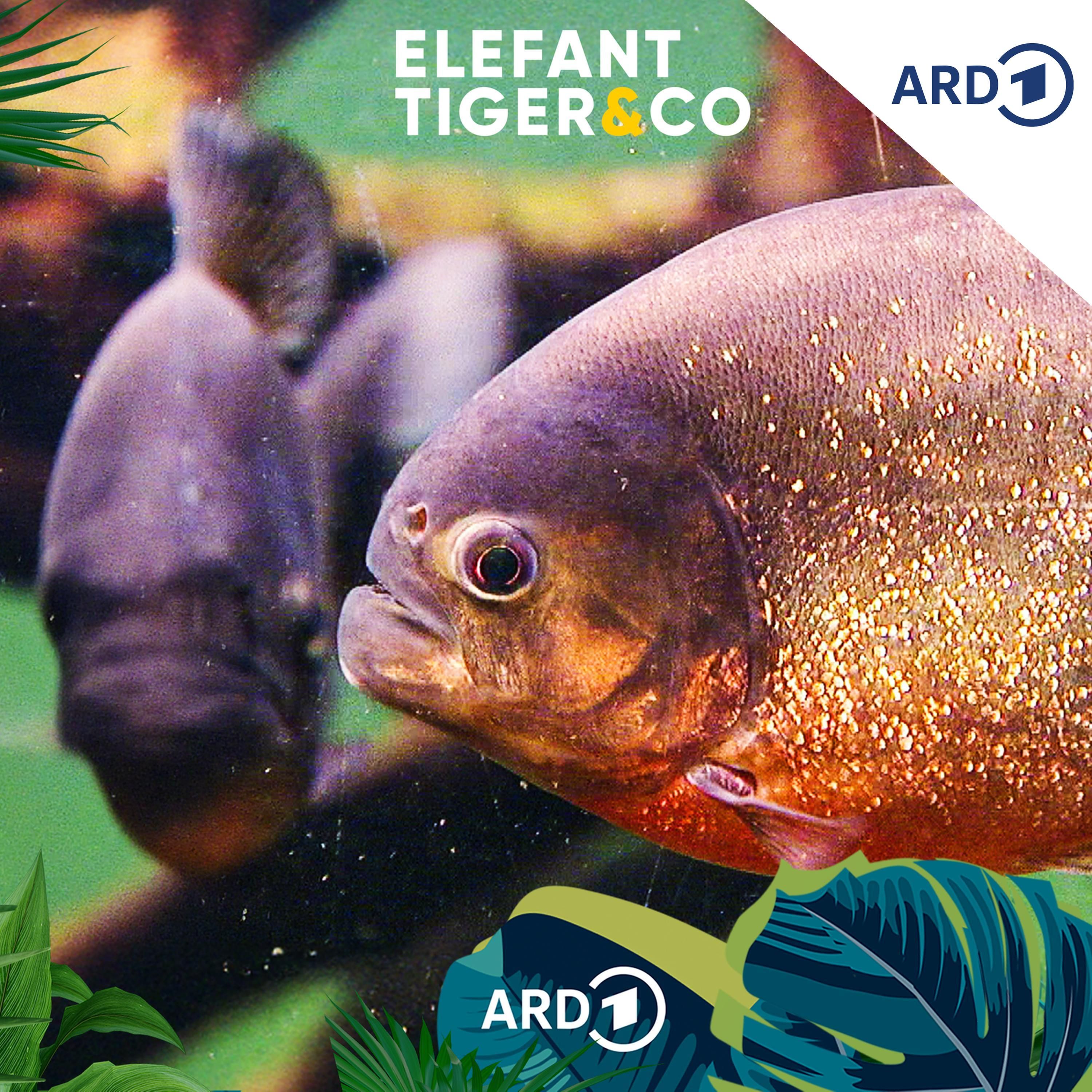 Piranhas - fleischfressende Monster - ja oder nein?