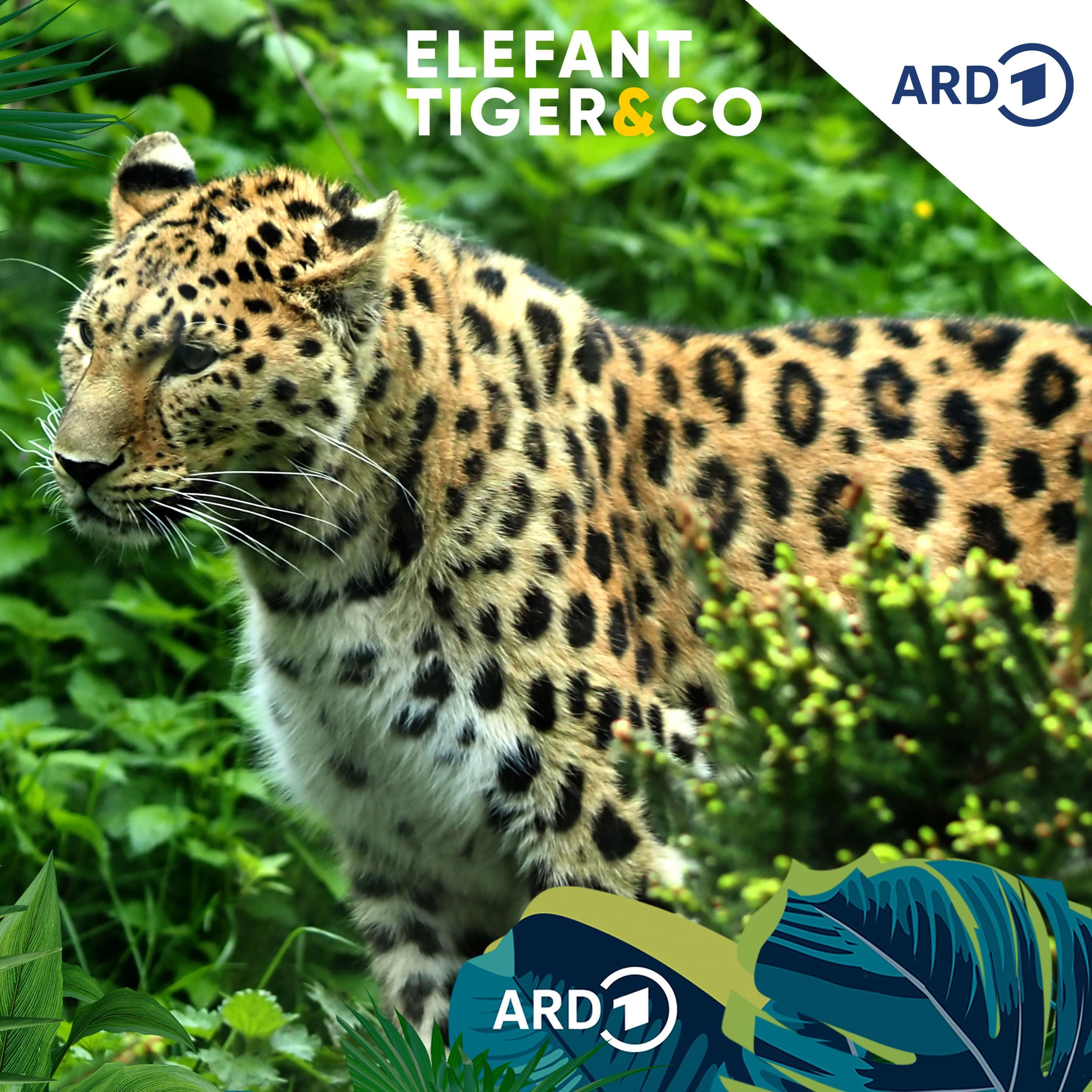 Amurleopard - Romeo im Ruhestand?