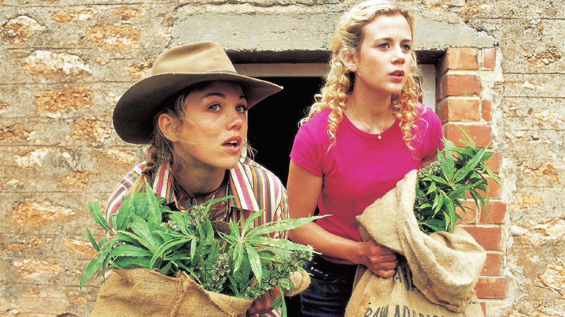 Die Hanf-Plantage