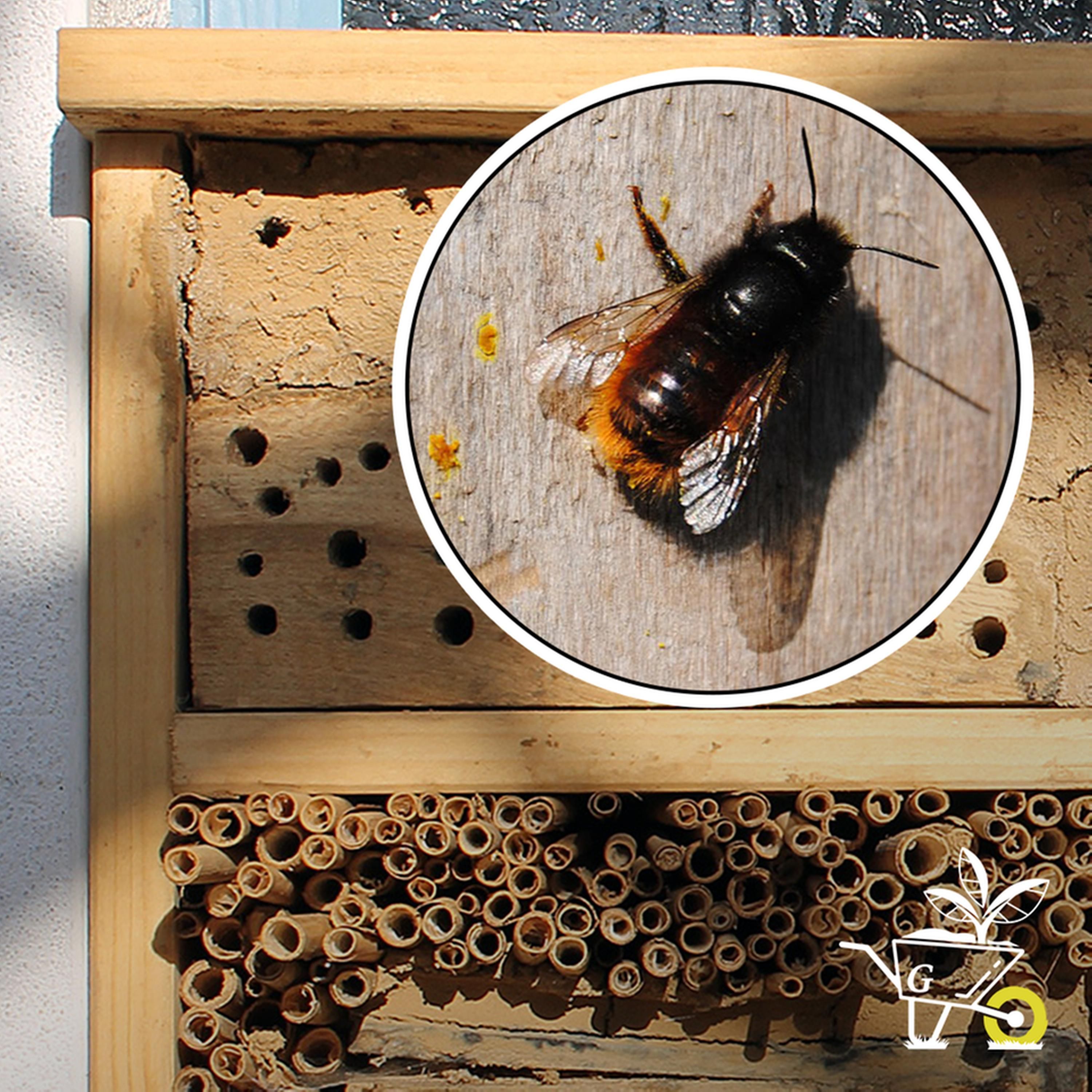 #02: Insektenhotels