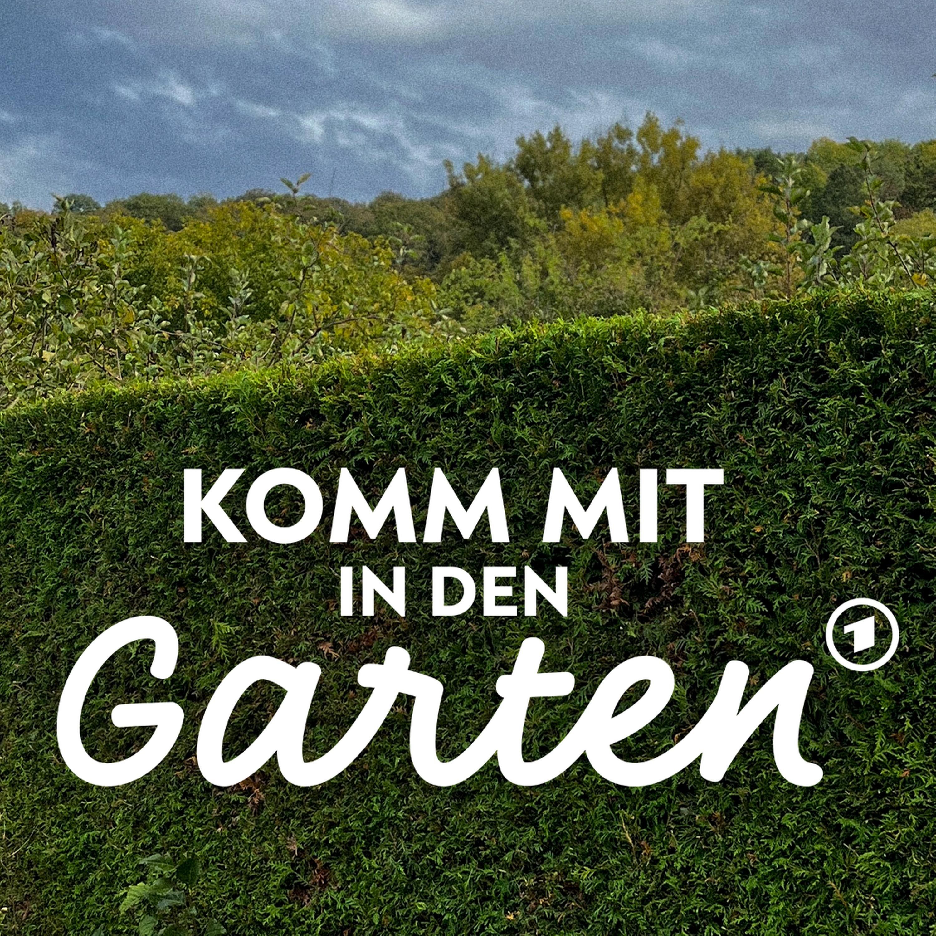 #105: Heckenschnitt - was ist erlaubt?