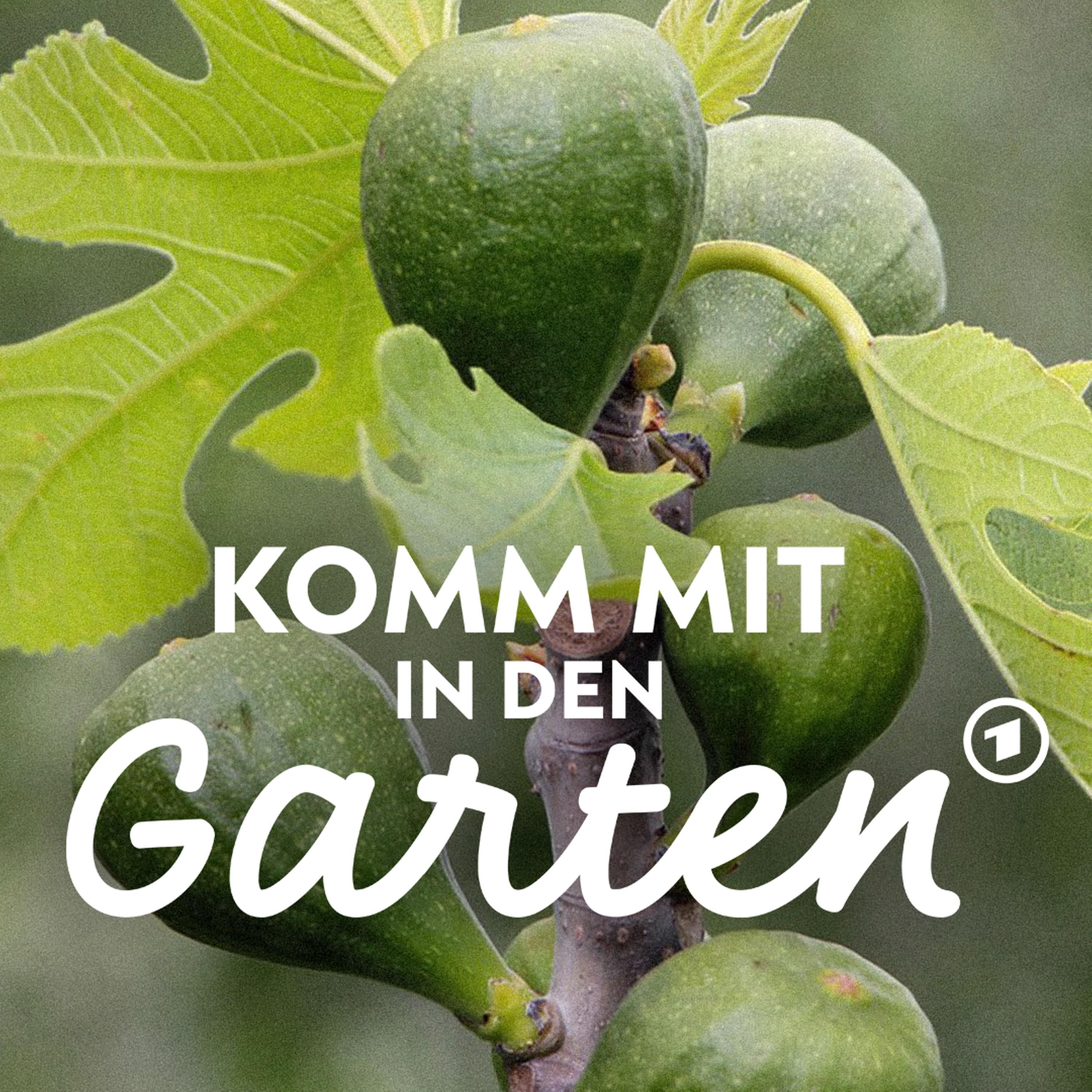 Feigen wachsen auch bei uns