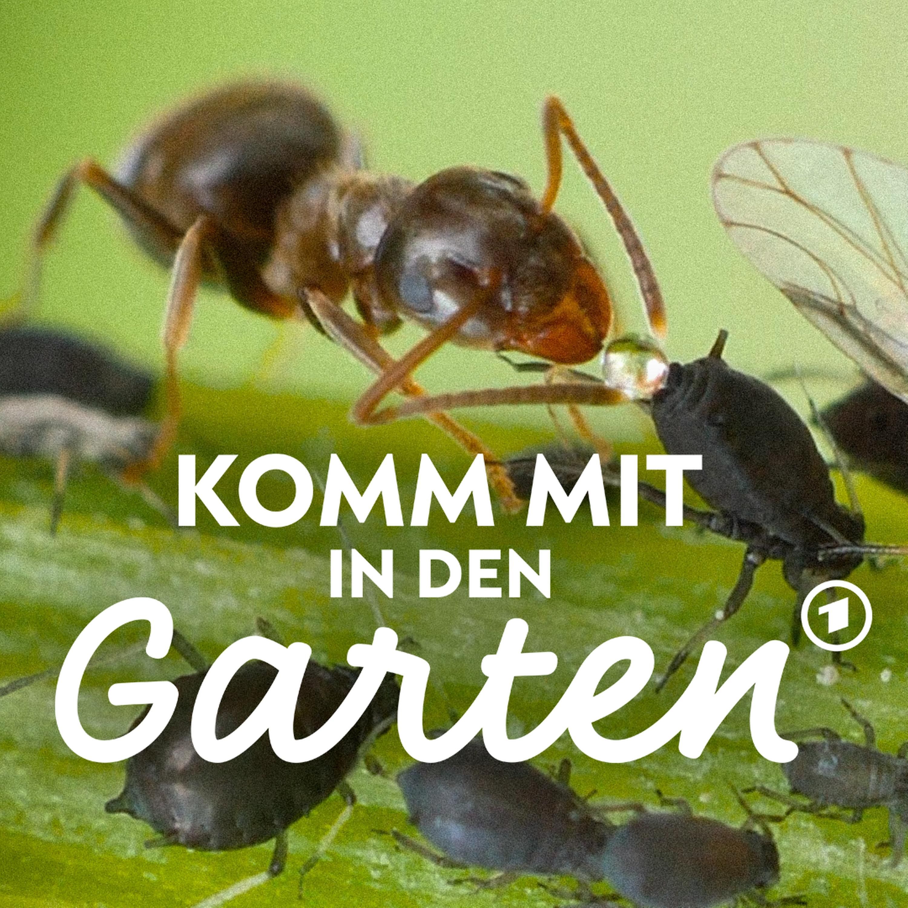 Ameisen im Garten - nützlich oder einfach nur nervig?
