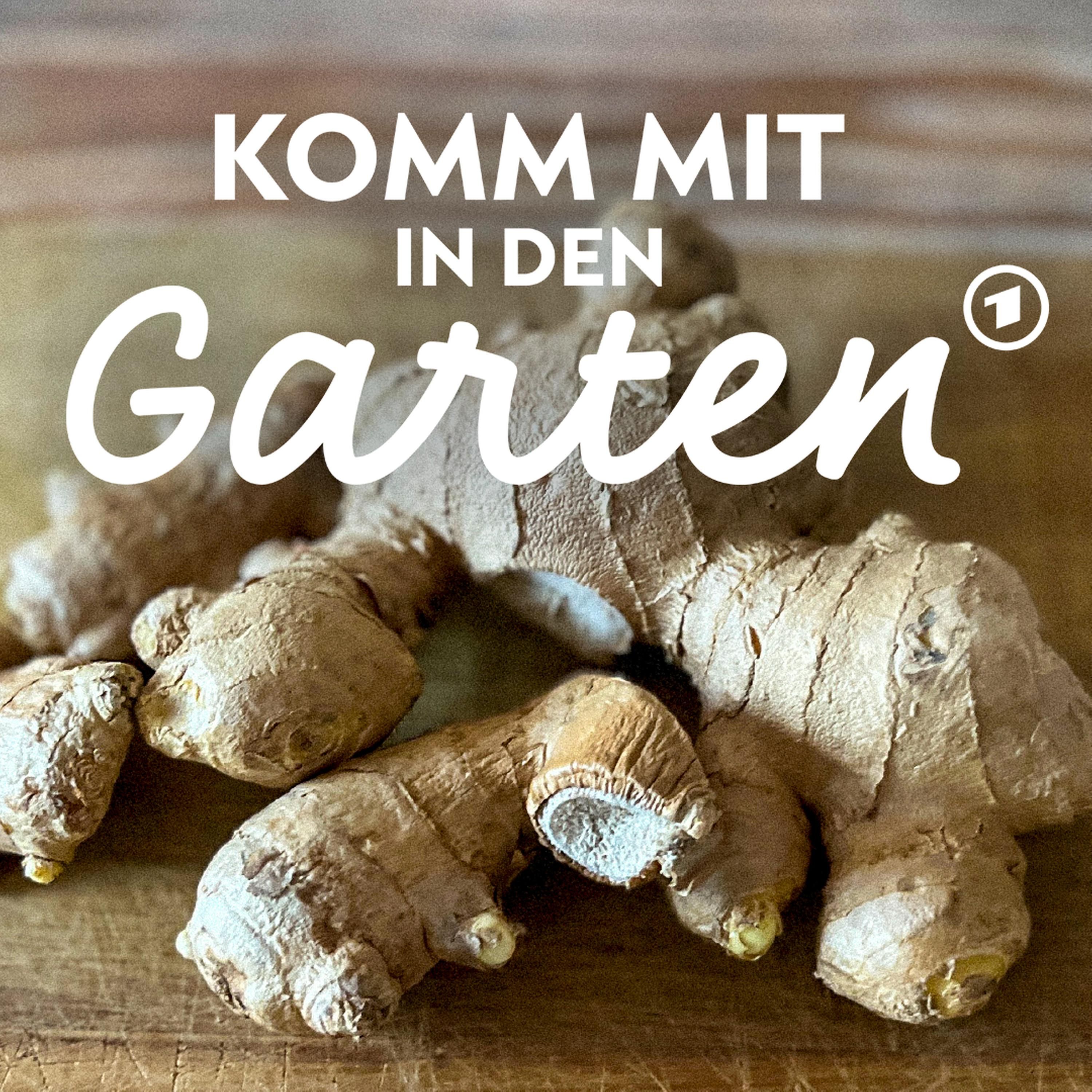 Superfood Ingwer selbst anbauen