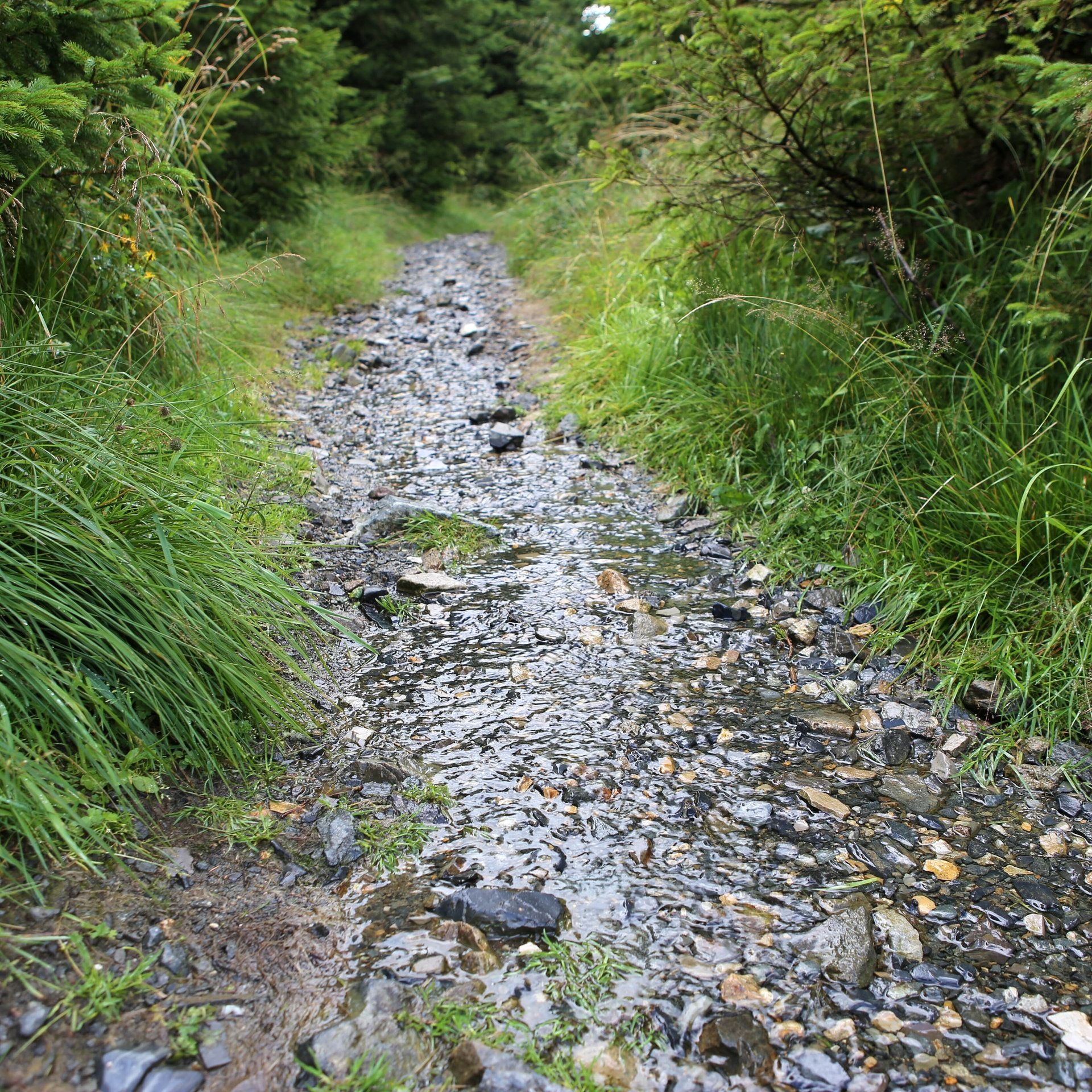 Hilfe für Bäume im Klimawandel: Wasser im Wald halten