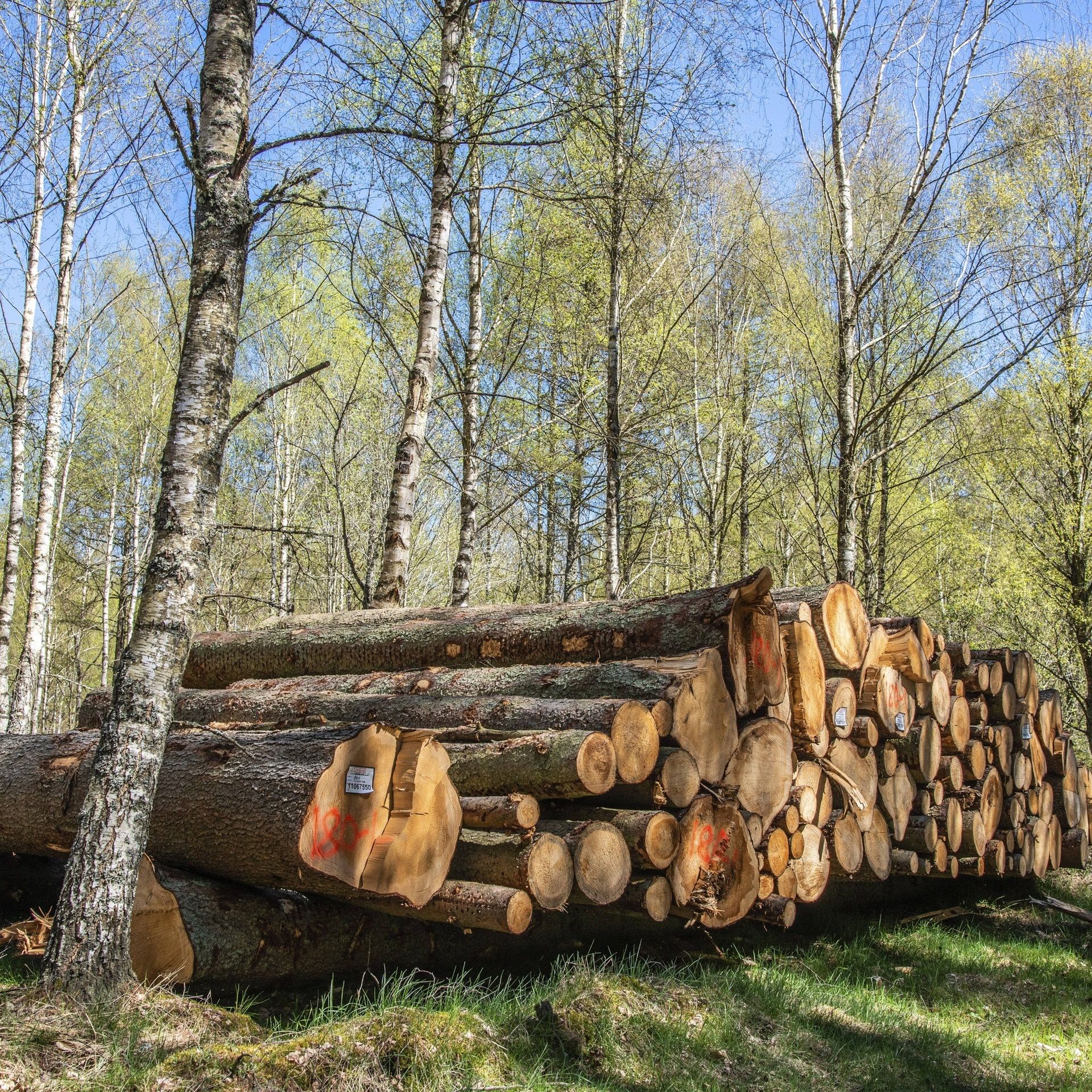 Wald am Wendepunkt: Hat die Forstwirtschaft eine Zukunft?