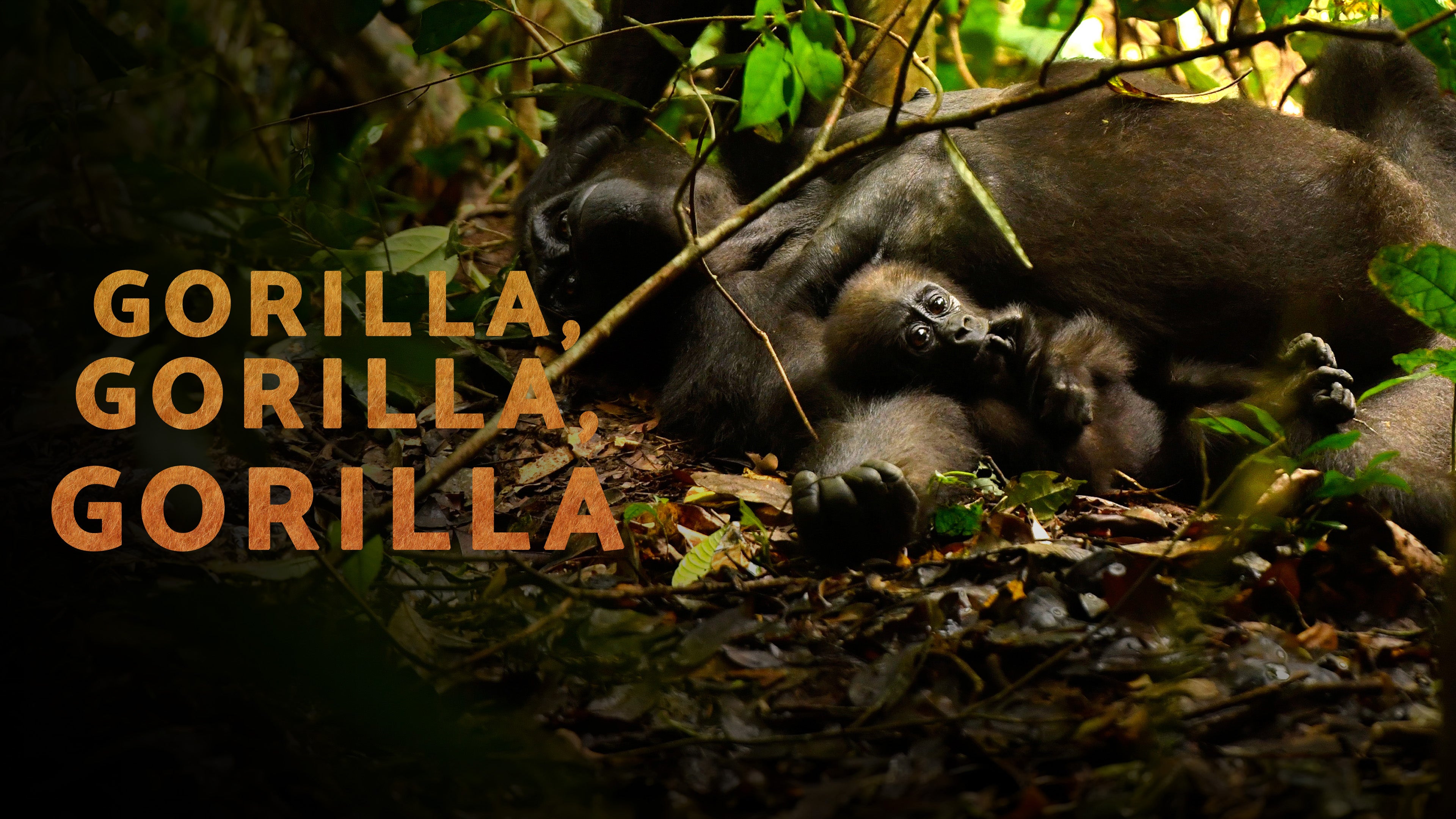 Gorilla, Gorilla, Gorilla