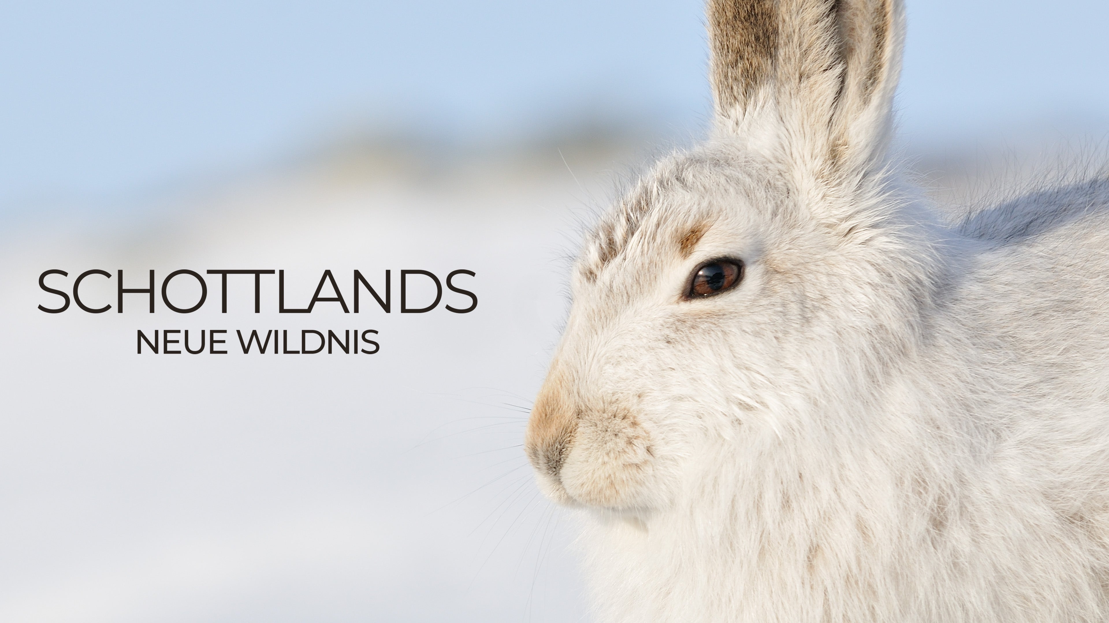 Schottlands neue Wildnis